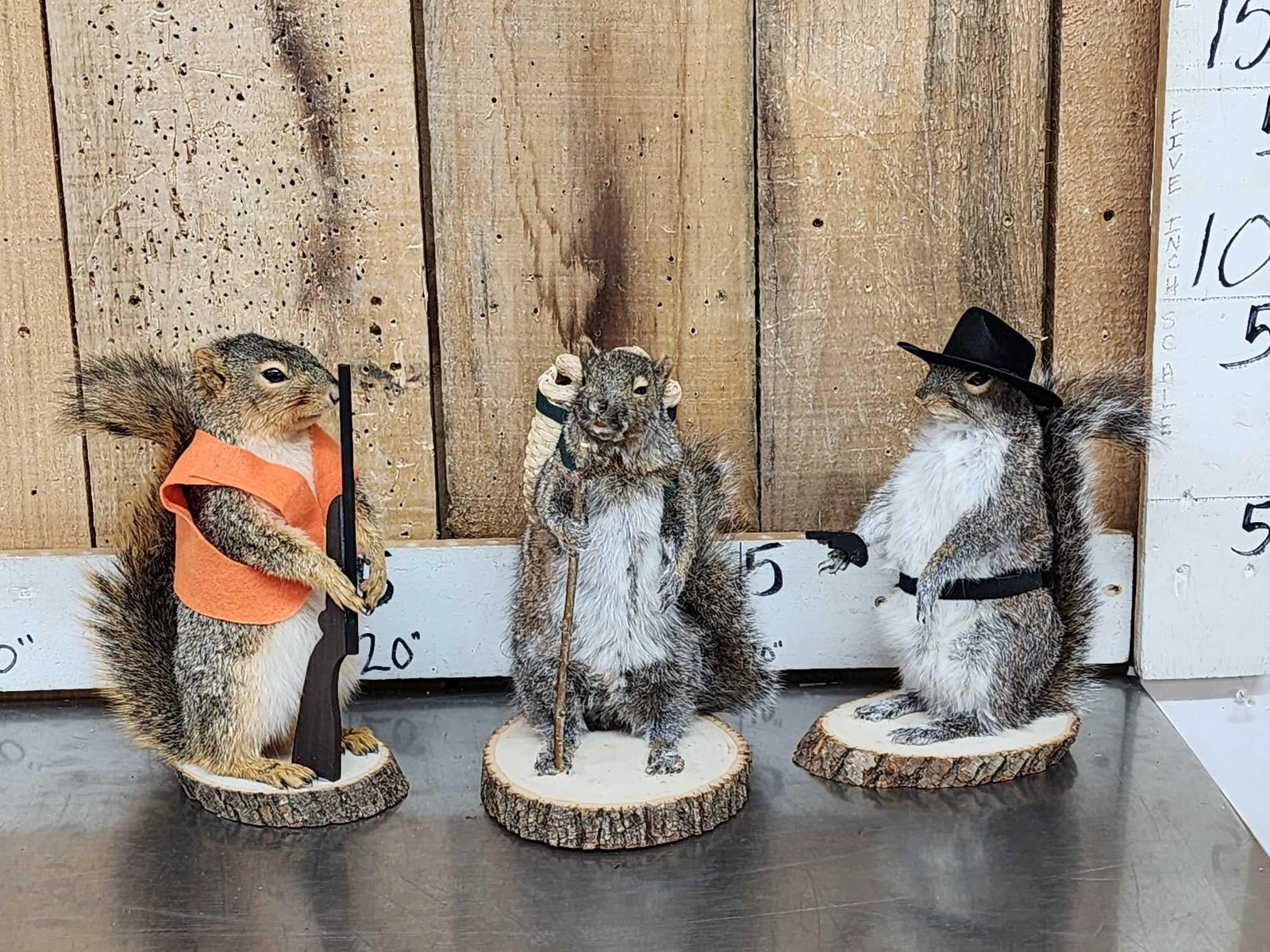 3 Cute Critters Taxidermy Lot (1 of 11)