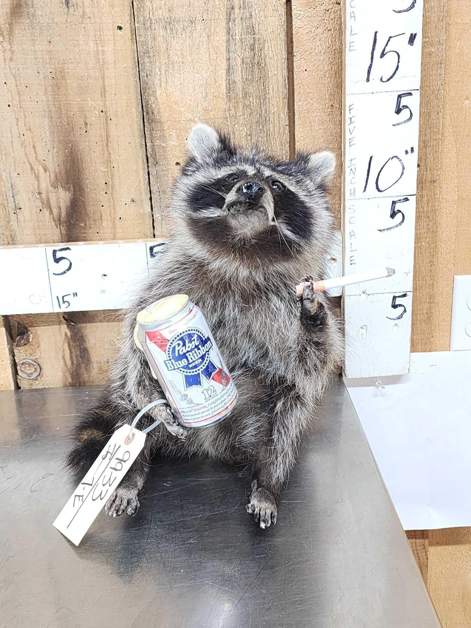 Naughty Raccoon Full Body Taxidermy Mount: 99.33 Drinking Beer smoking a cigarette