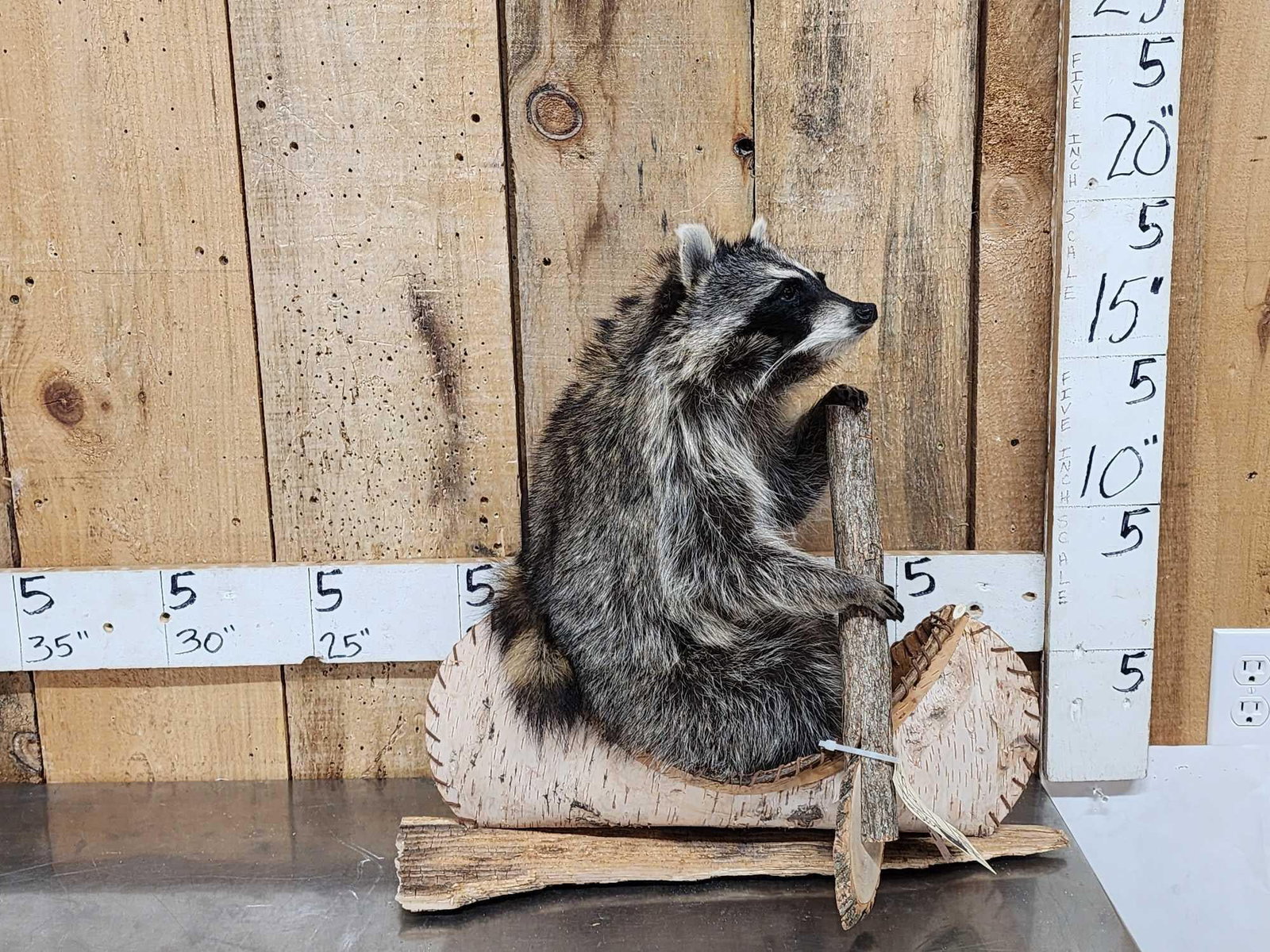 Raccoon In A Birch Bark Canoe Taxidermy: 99.34 Brand new mount cute factor is HIGH