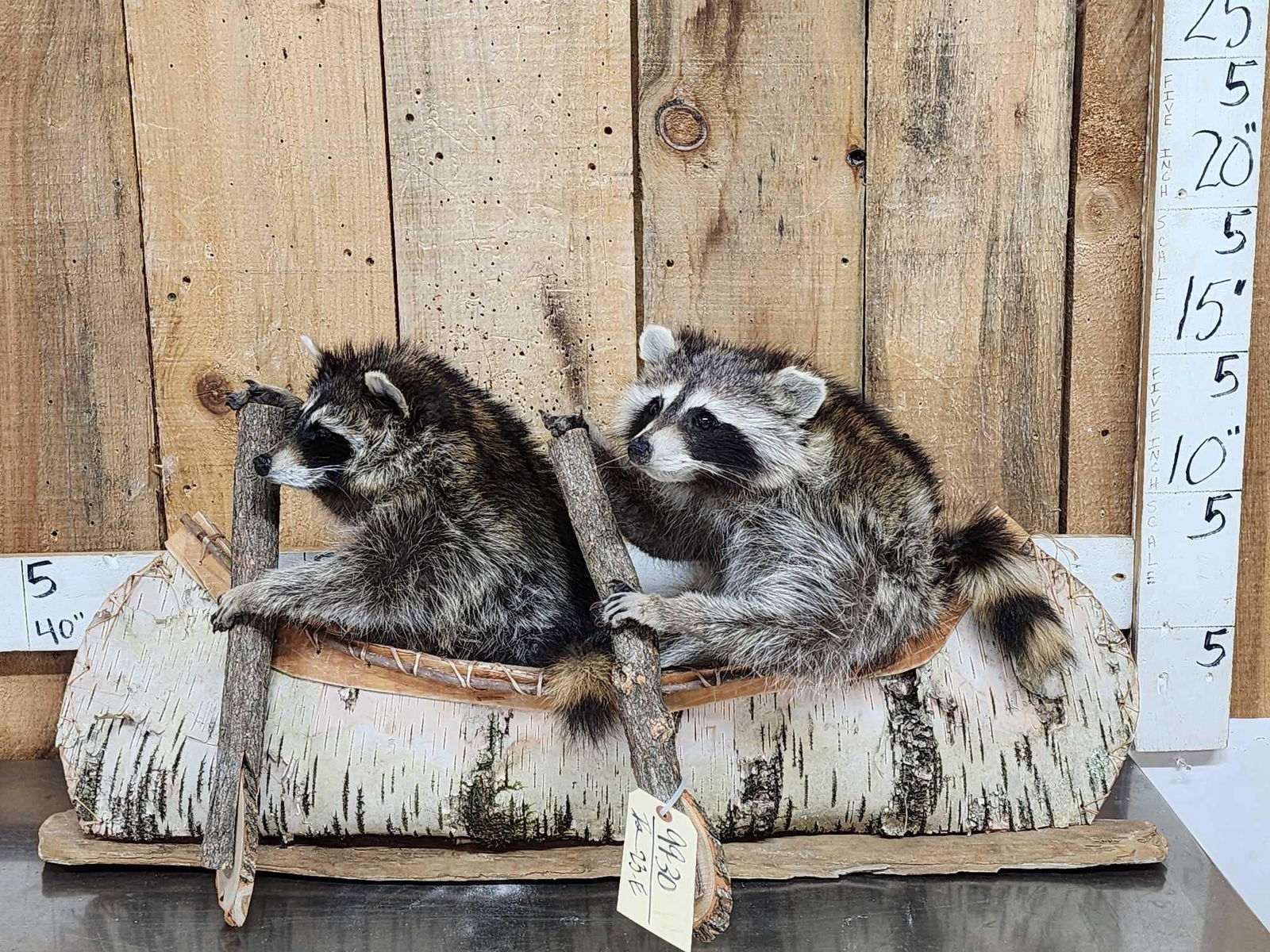 2 Raccoons In A Birch Bark Canoe Taxidermy: 99.30 Brand new mount cute piece