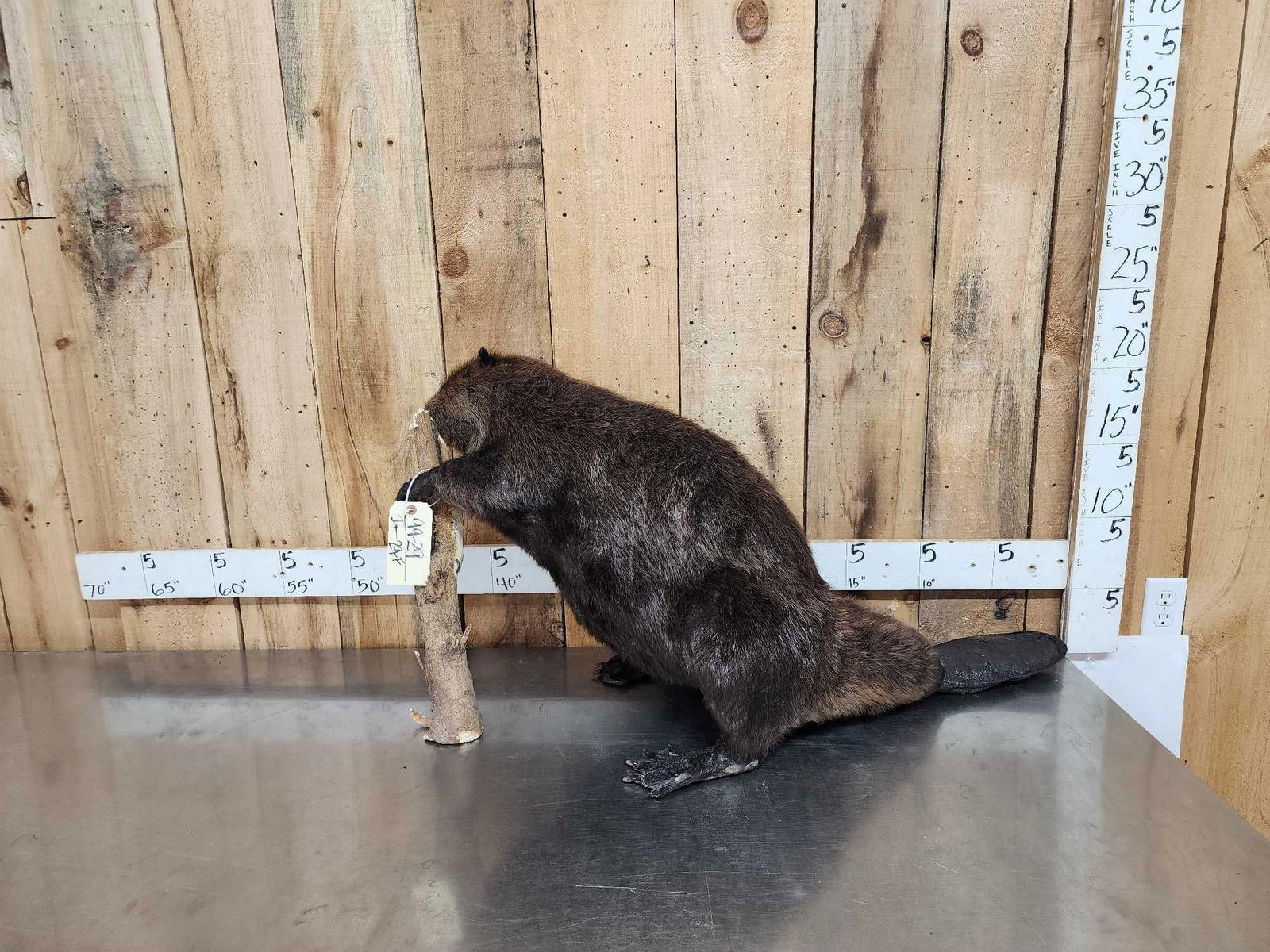 BIG Beaver Full Body Taxidermy Mount (1 of 7)