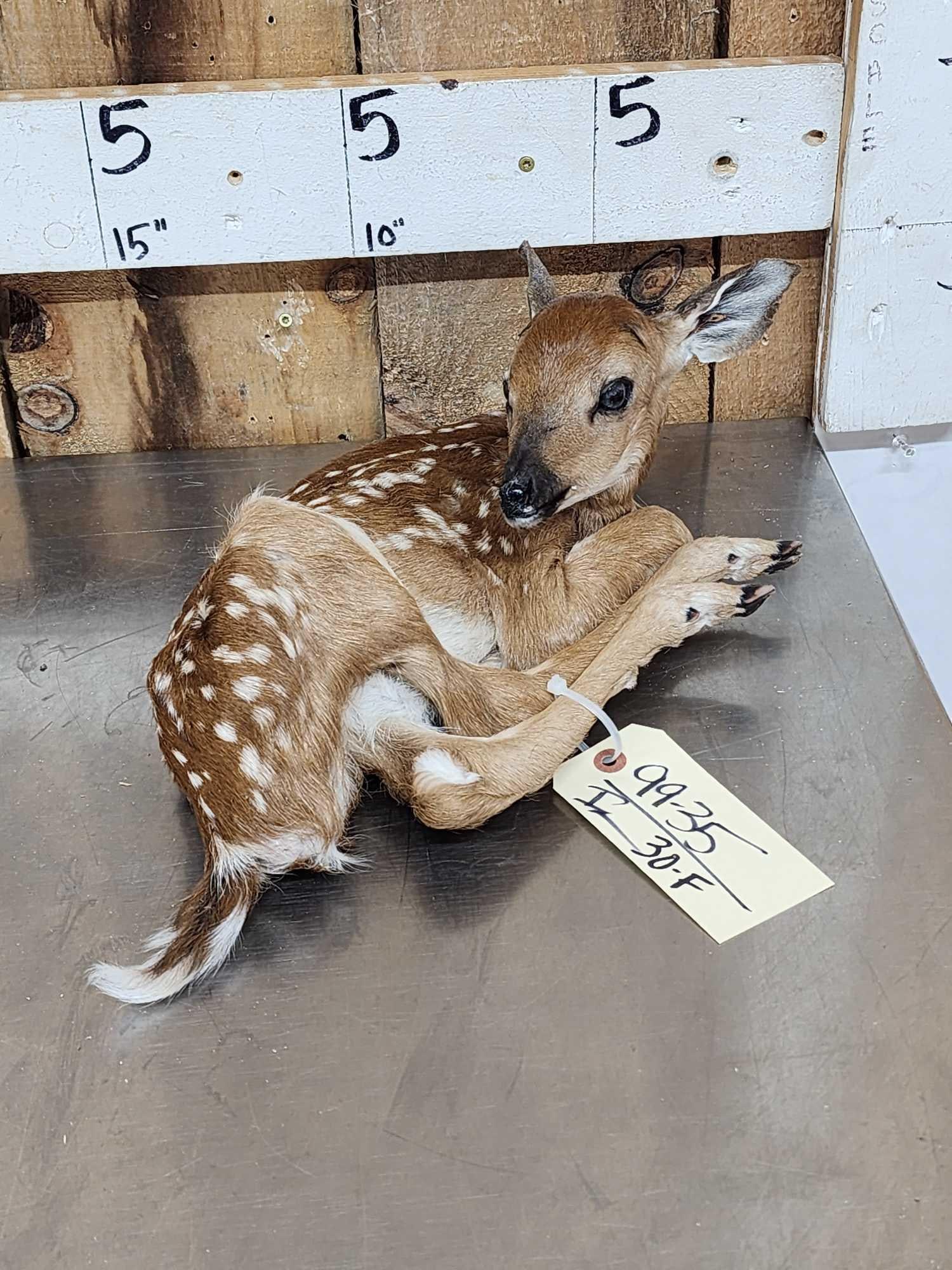 Whitetail Fawn Full Body Taxidermy Mount (1 of 4)