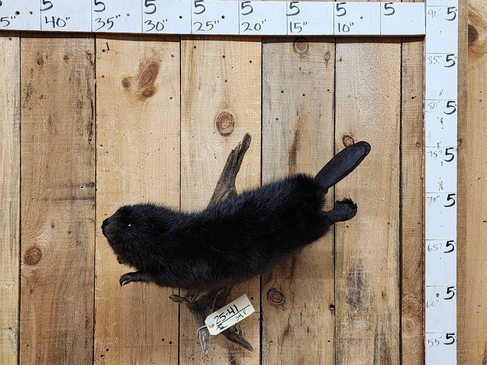 Juvenile Black Beaver Full Body Taxidermy Mount: 25.41 Cool piece swimming pose