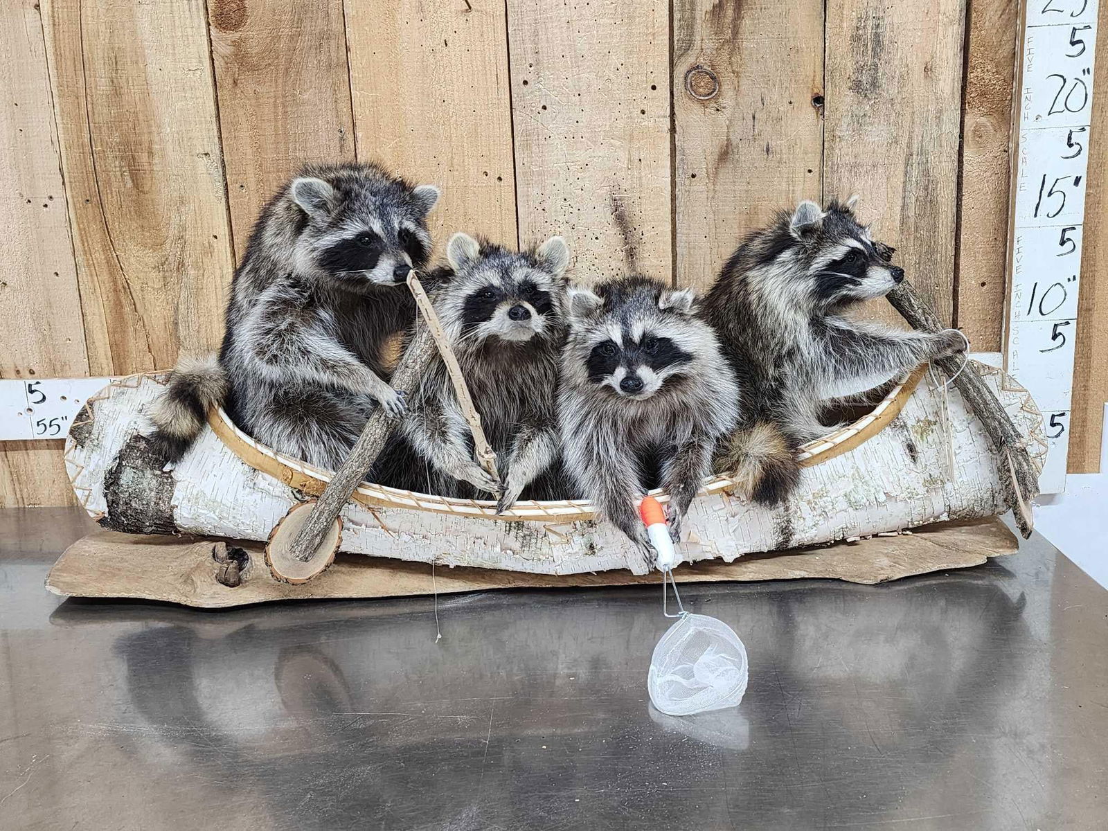 Family Of Raccoons Fishing In A Birch Bark Canoe Taxidermy: 99.2 Brand new mount cute factor is HIGH
