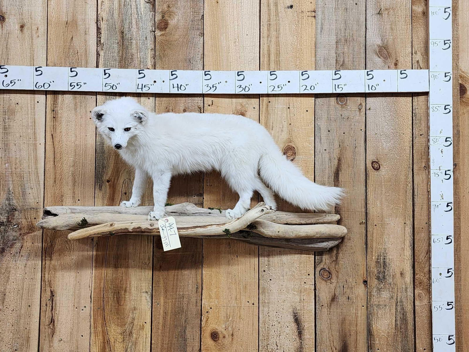 Beautiful Arctic Ranch Fox Full Body Taxidermy Mount (1 of 6)