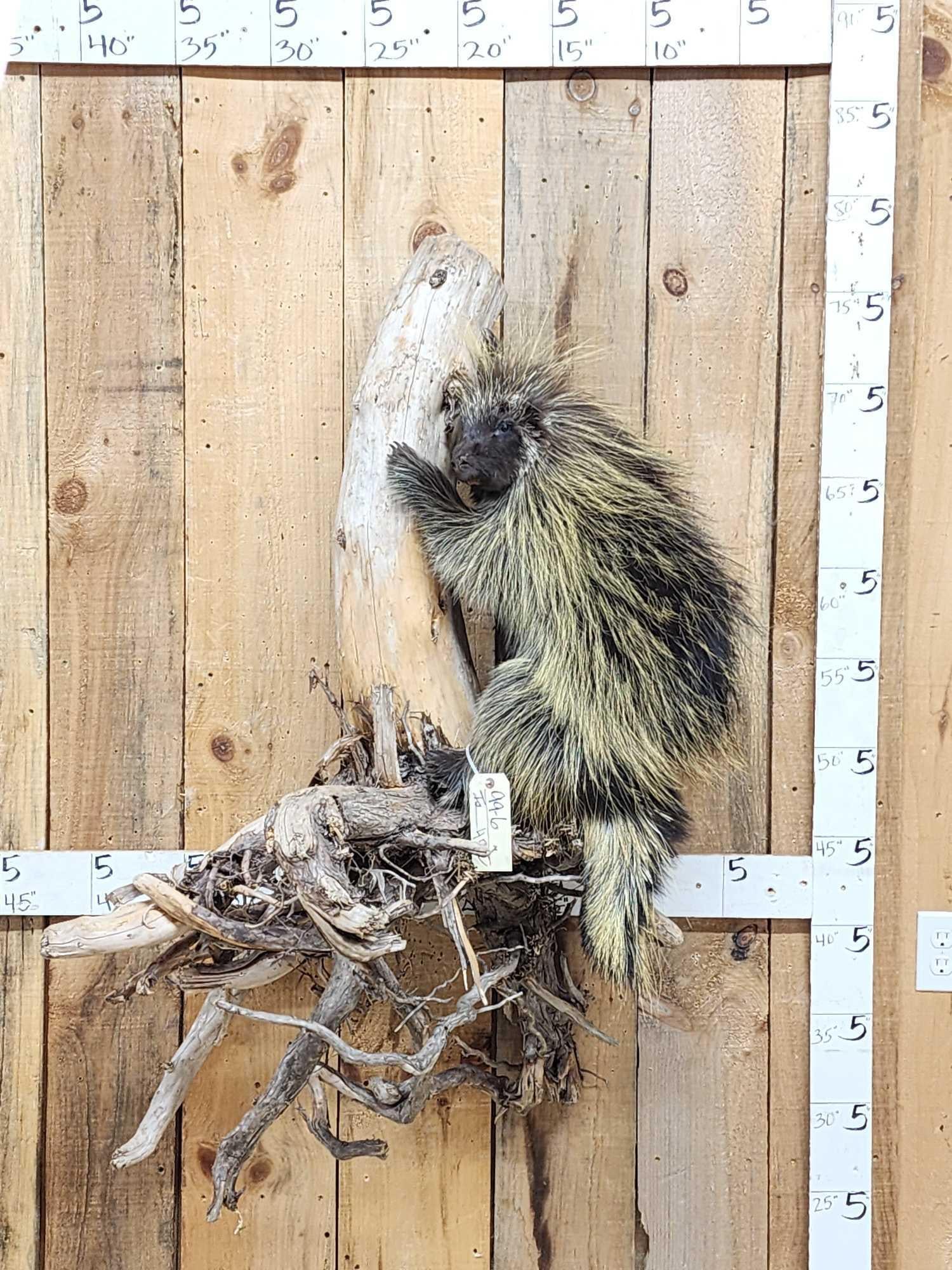 BIG Porcupine Full Body Taxidermy Mount (1 of 7)