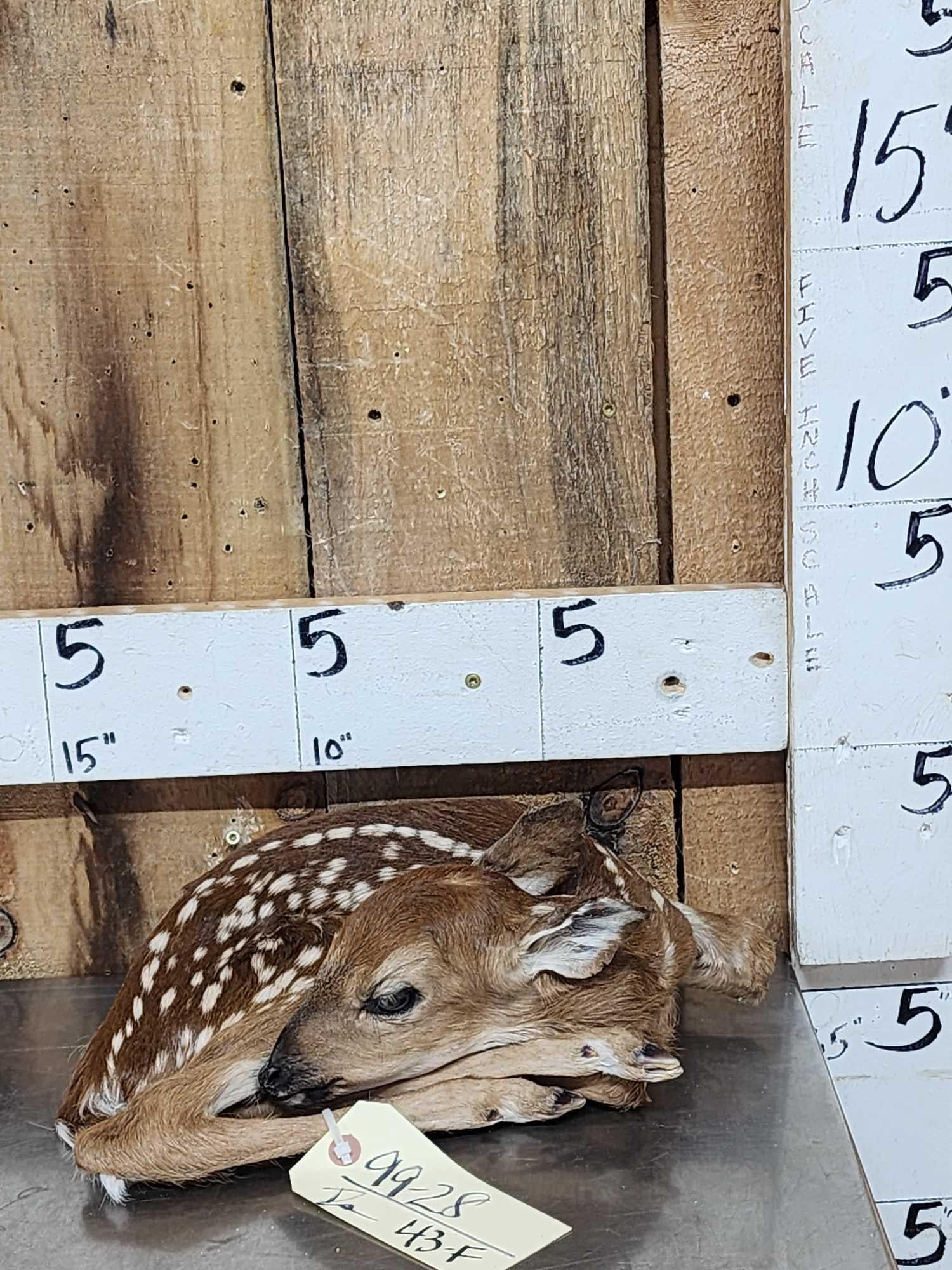 Whitetail Fawn Full Body Taxidermy Mount (1 of 4)
