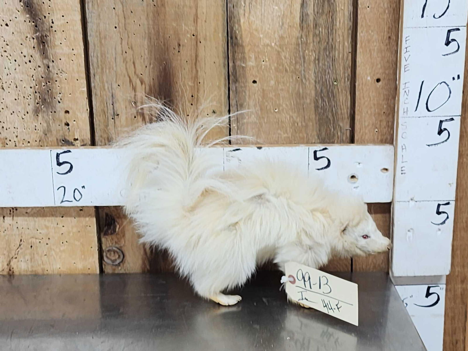 Albino Skunk Full Body Taxidermy Mount: 99.13 Unusual piece free standing mount put him anywhere in your display