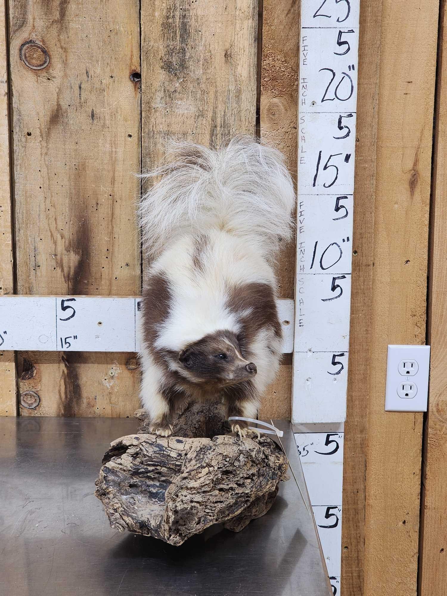 Chocolate Color Phase Skunk Full Body Taxidermy Mount (1 of 5)