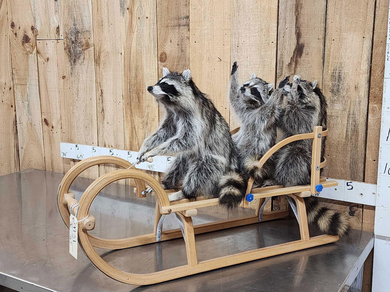 3 Raccoons On A Bobsled Taxidermy: 99.31 Cute factor is THROUGH THE ROOF on this one! Brand new mount
