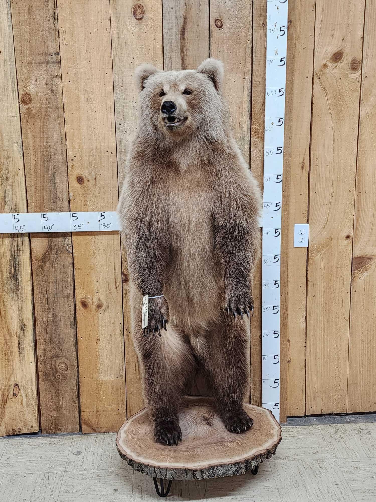 Gorgeous Alaskan Grizzly Bear Full Body Taxidermy Mount (1 of 14)