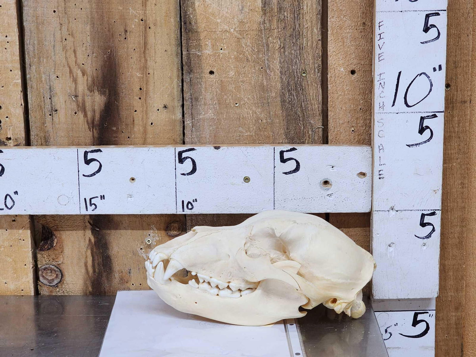 Alaskan Grizzly Bear Skull Taxidermy (1 of 4)