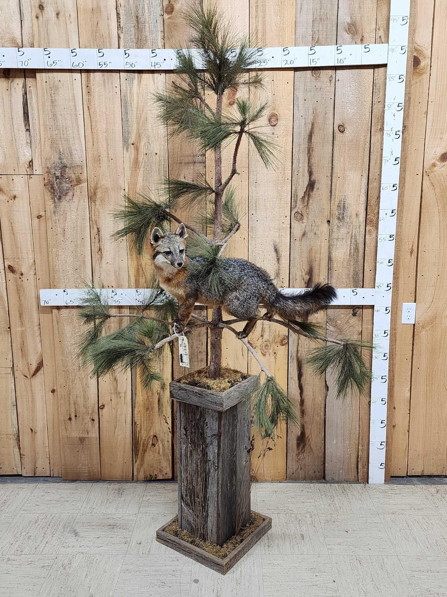 Grey Fox Full Body Pedestal Taxidermy Mount (1 of 7)