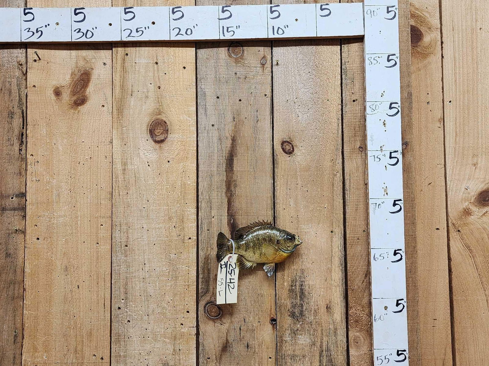 9" Bluegill Real Skin Fish Taxidermy: 25.42 Nice mount good paint artwork