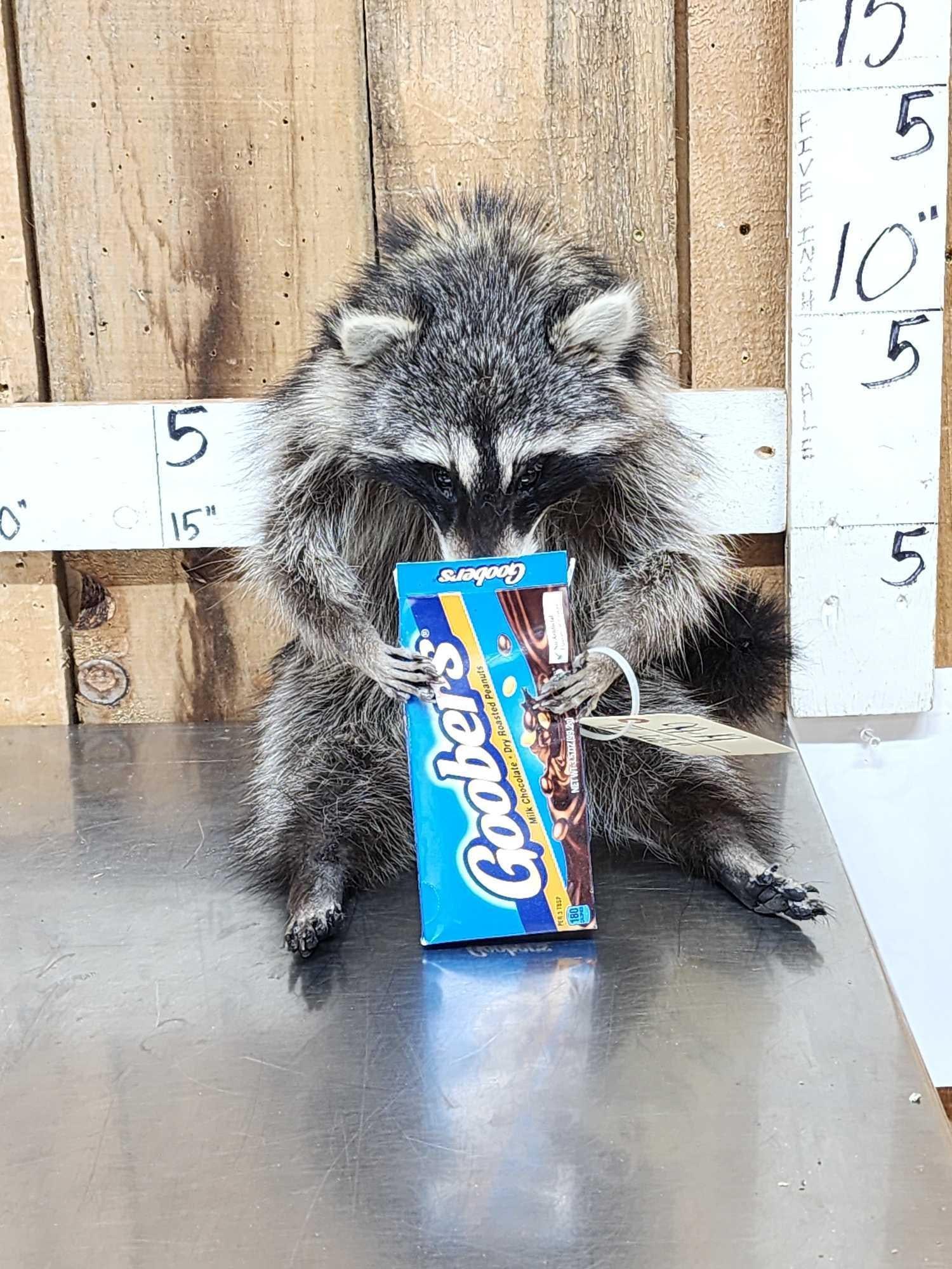 Raccoon Eating Candy Taxidermy: 99.19 Brand new mount