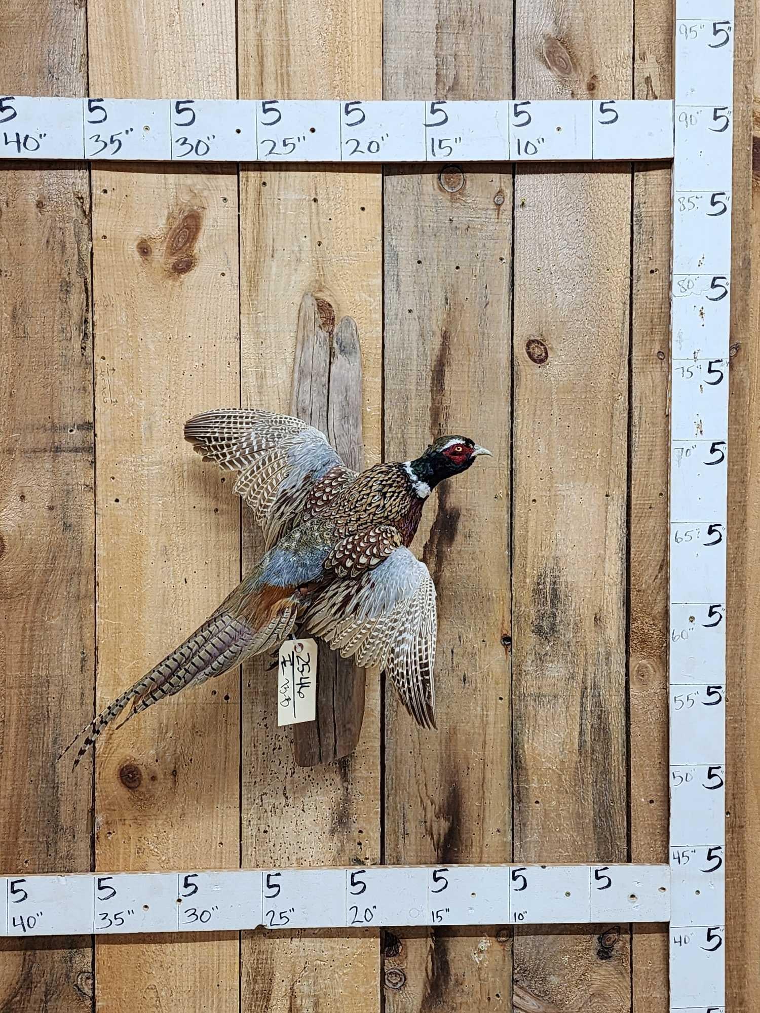 Ringneck Pheasant In Flight Bird Taxidermy (1 of 3)