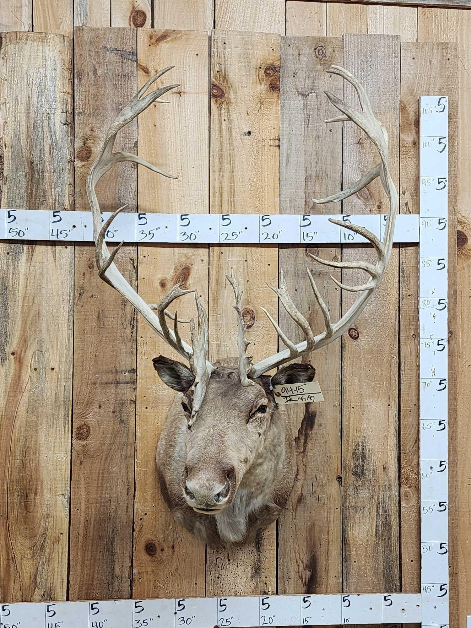 Double Shovel Caribou Shoulder Mount Taxidermy (1 of 7)