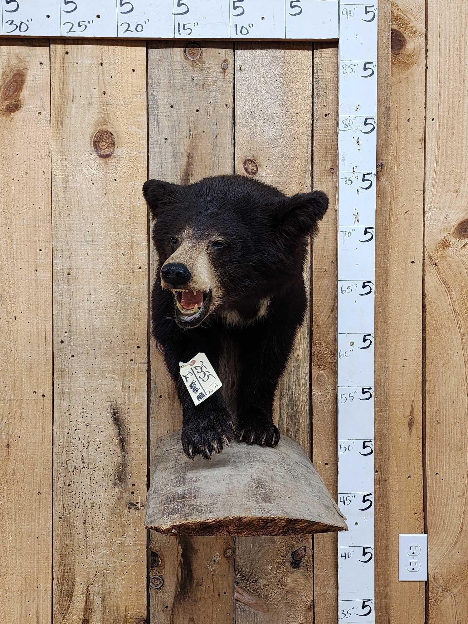 Black Bear Cub Half Body Taxidermy Mount (1 of 4)