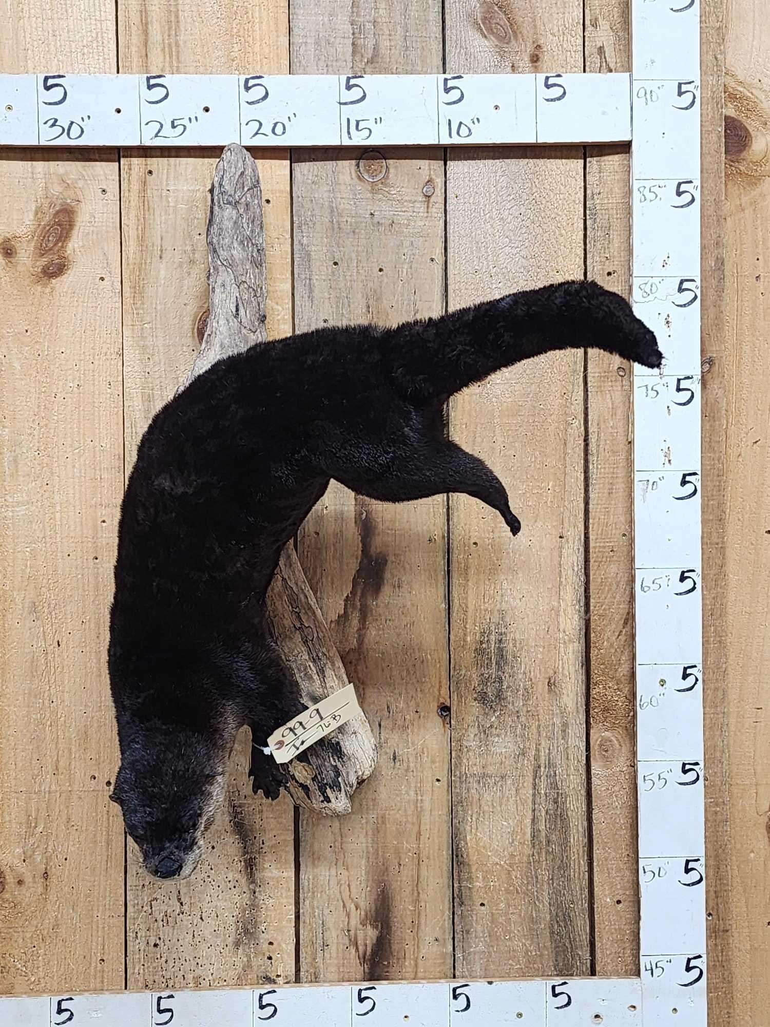 Swimming Otter Full Body Taxidermy Mount: 99.9 New mount Awesome color on driftwood