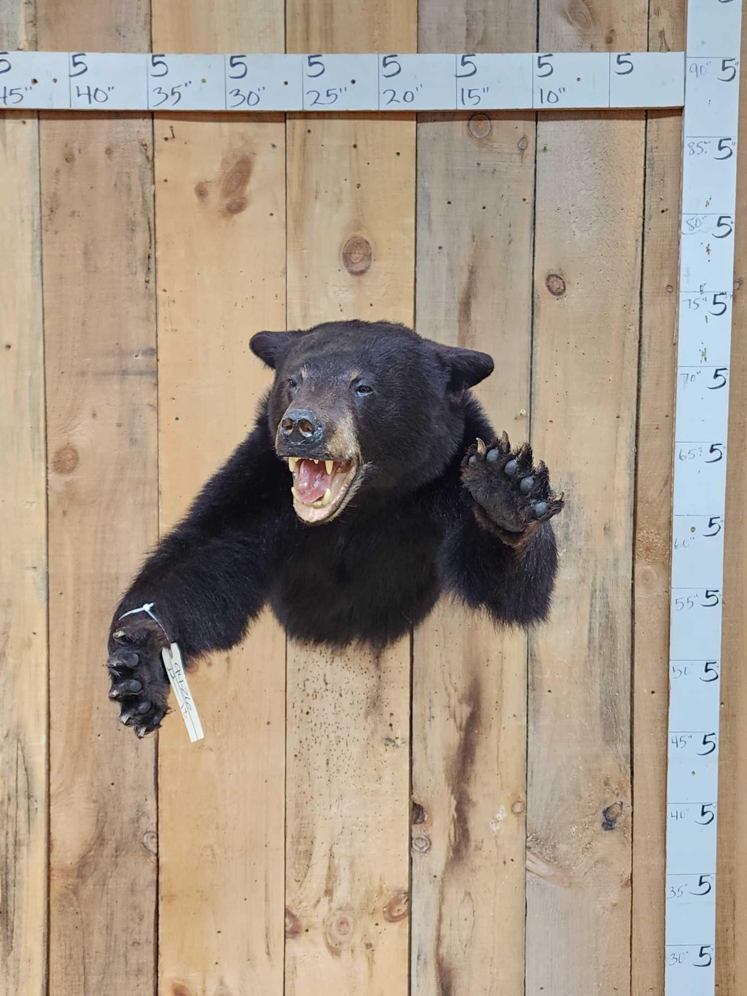 Black Bear Half Body Taxidermy Mount (1 of 6)