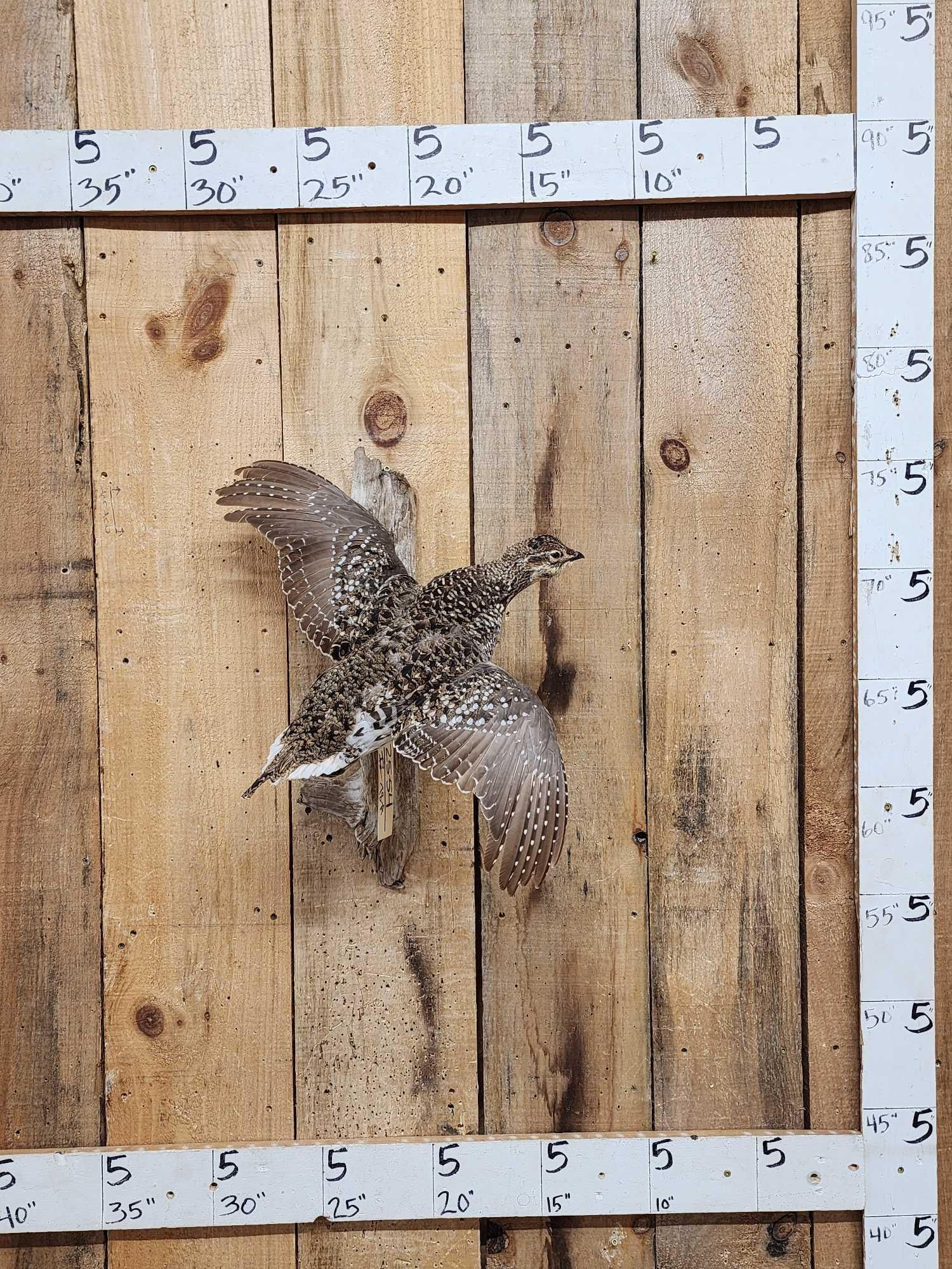 Sharp Tail Grouse In Flight Bird Taxidermy: 25.54 Nice mount