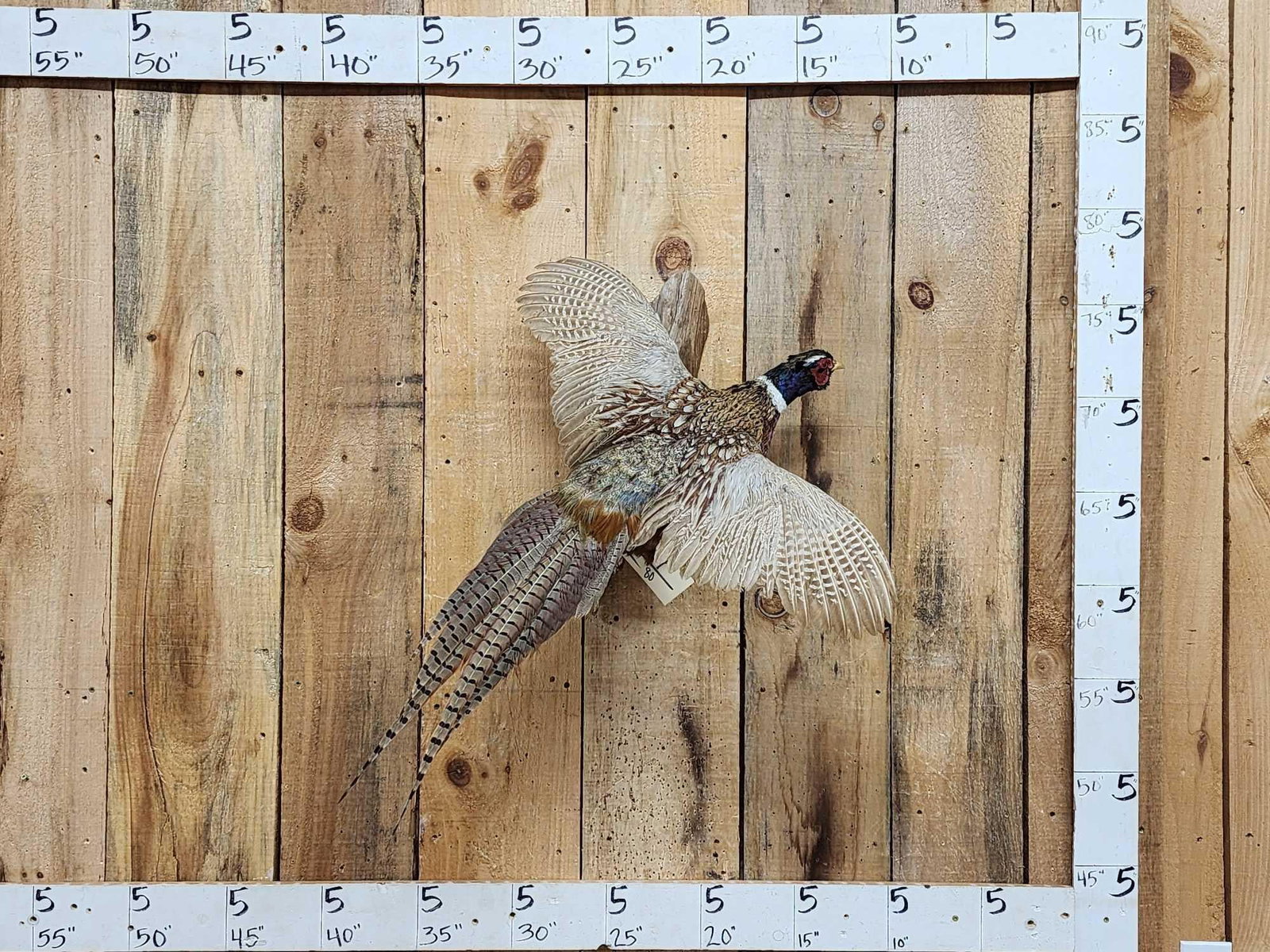 Ringneck Pheasant In Flight Bird Taxidermy (1 of 4)