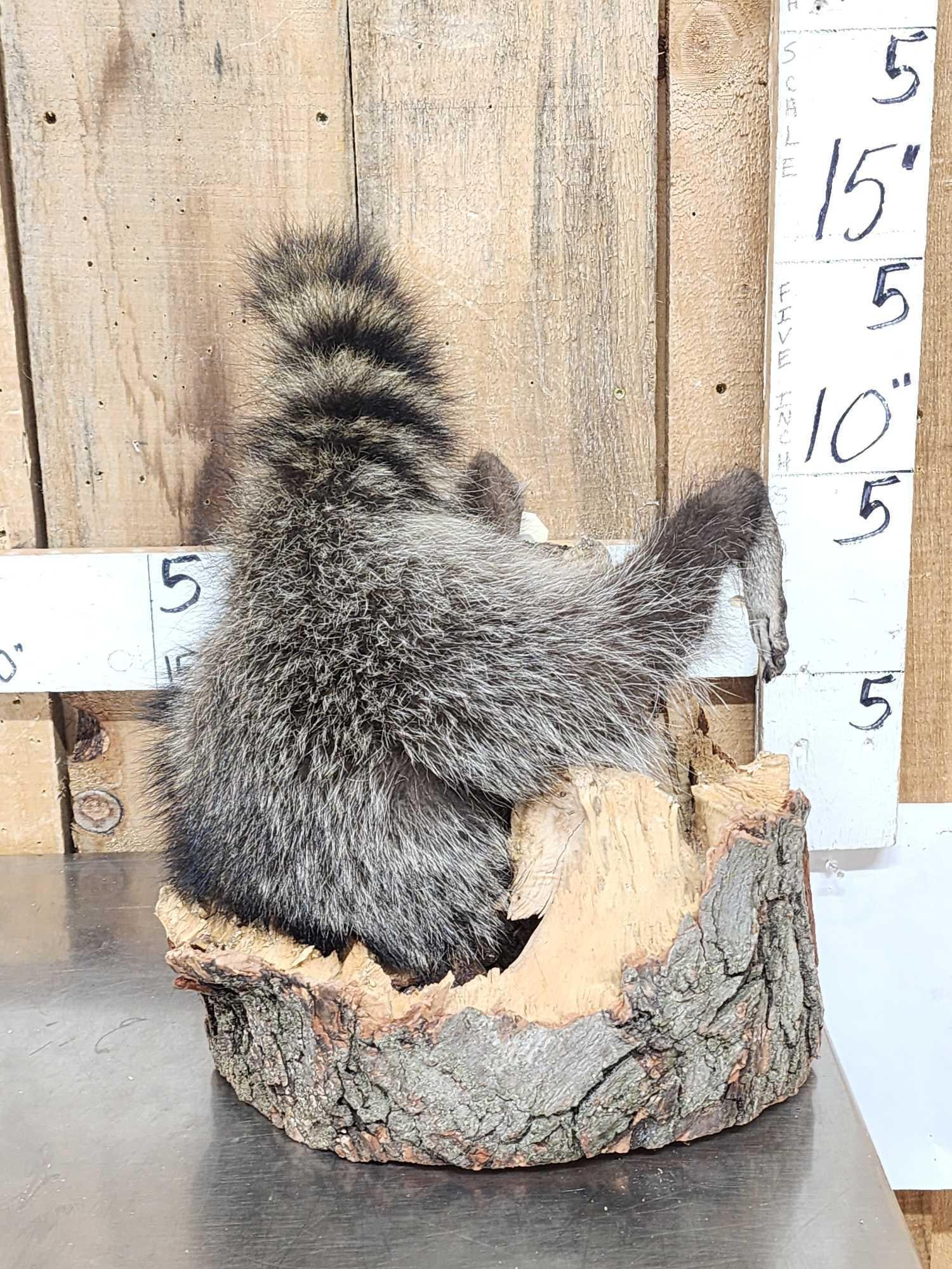 Raccoon In A Log Taxidermy (1 of 2)