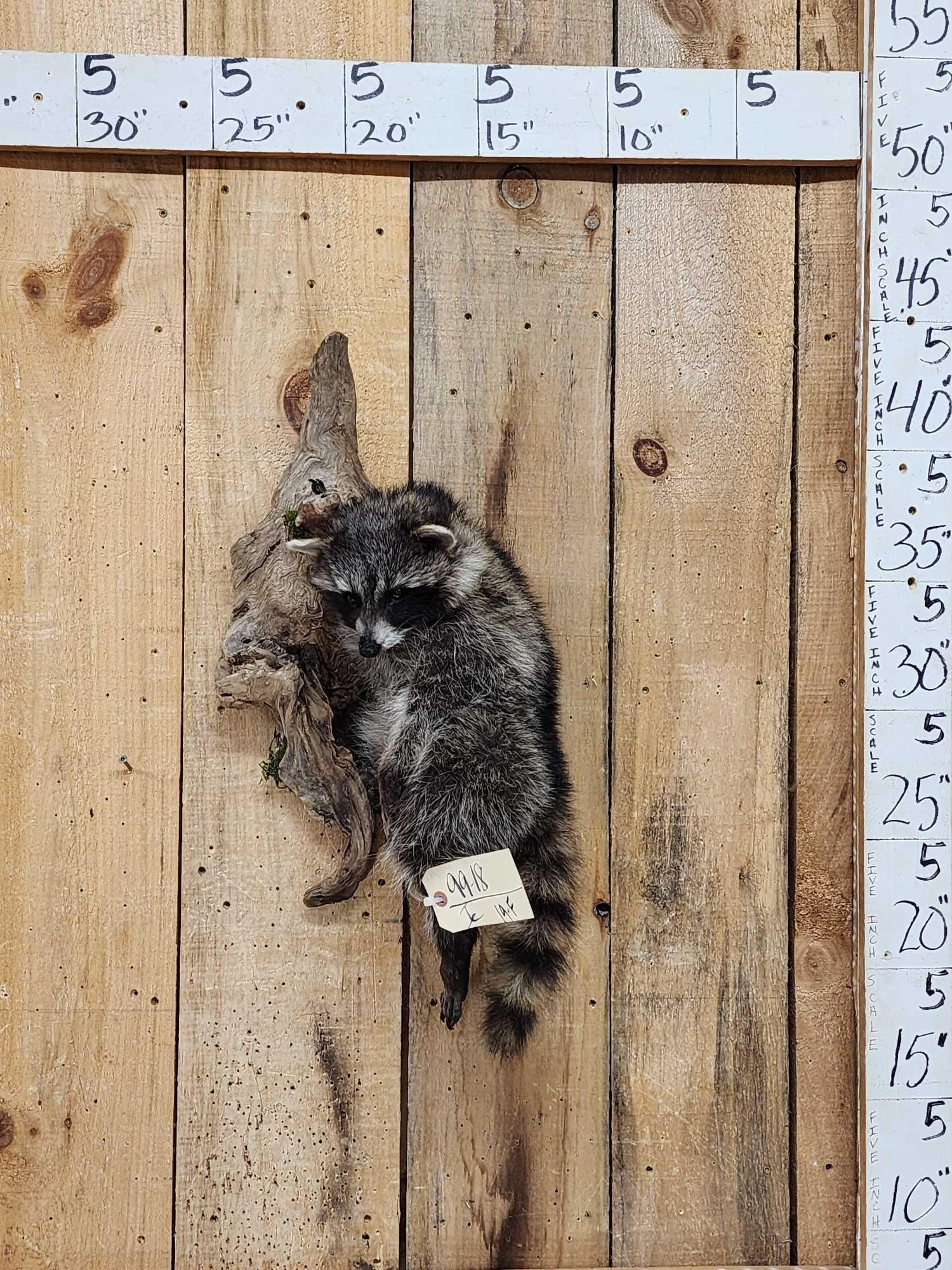 Raccoon Hanging On Driftwood Taxidermy Mount: 99.18 Cute piece