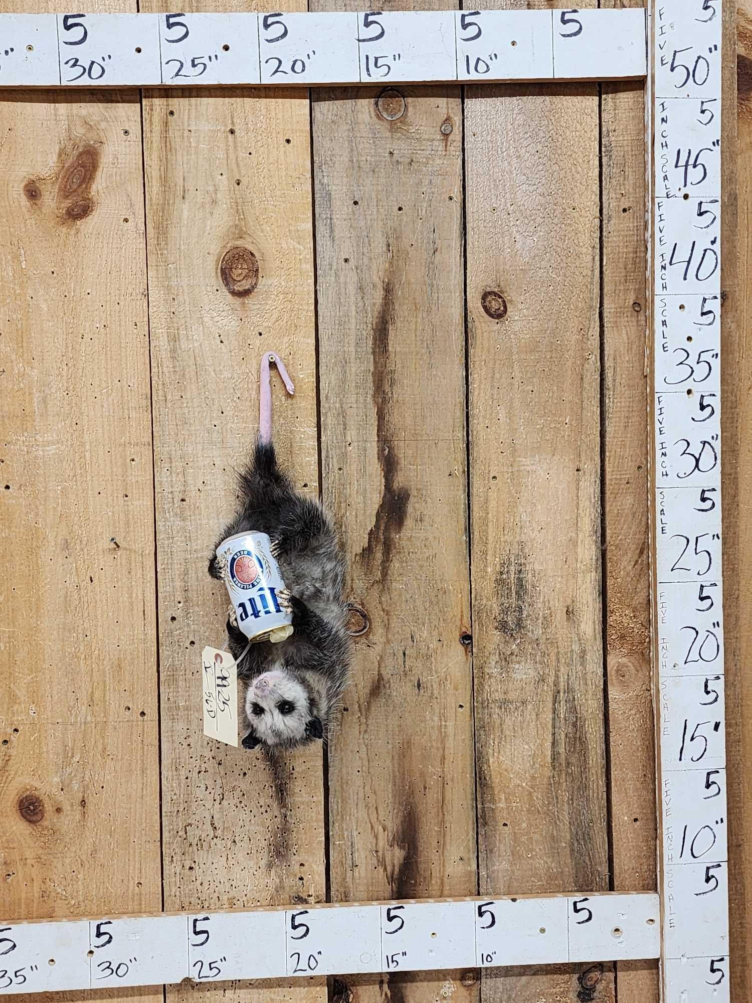 Opossum Hanging By It's Tail Drinking Beer Taxidermy: 99.25 Great Oddities Curiosity piece