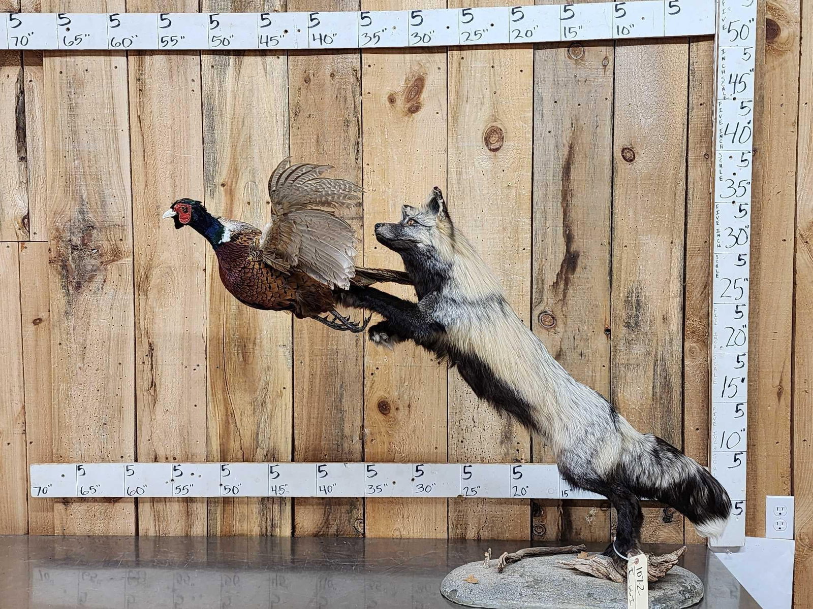 Cross Fox Leaping For A Pheasant Taxidermy Mount: 107.2 Cool action piece thick prime fur great colors
