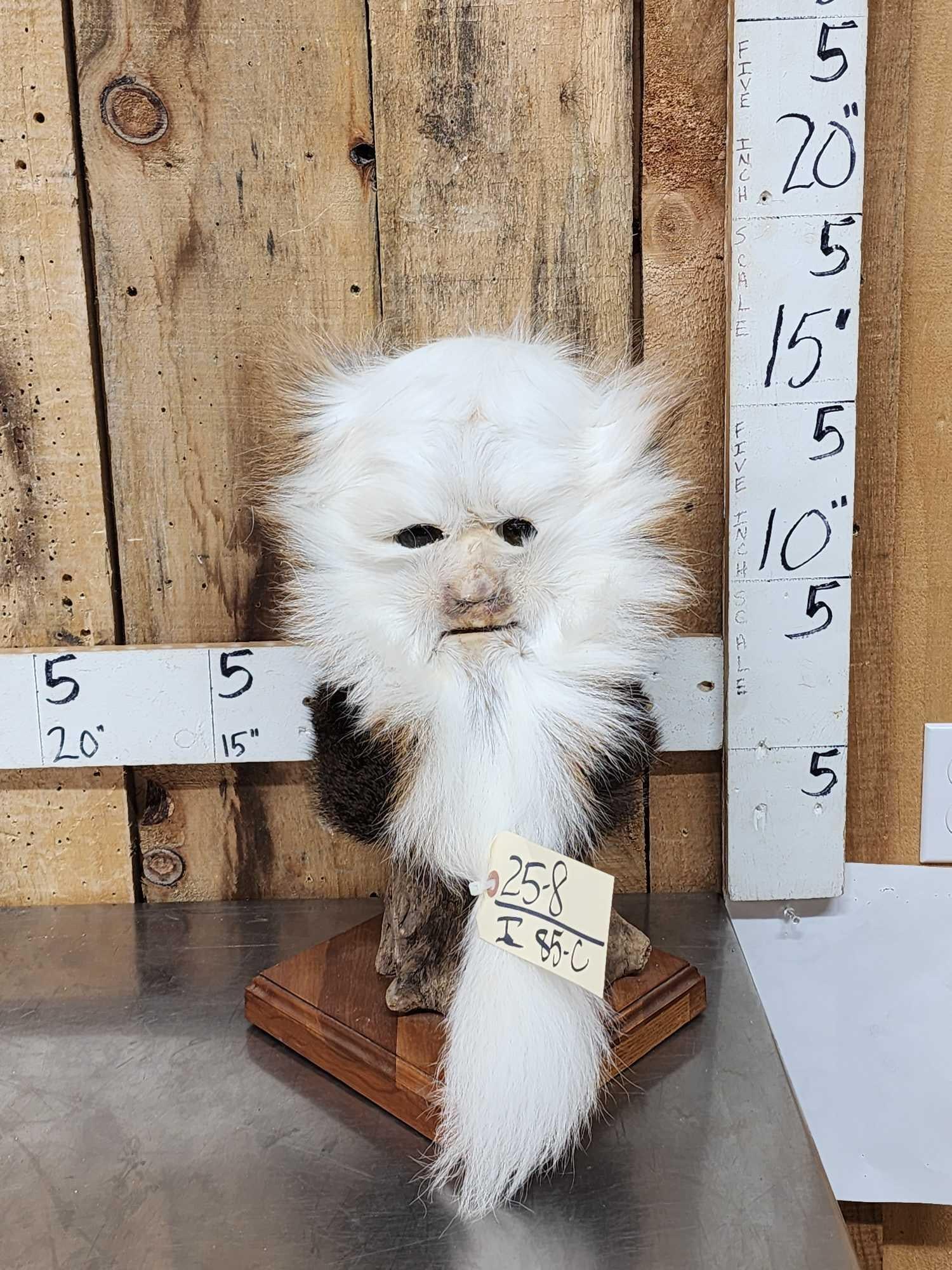 The Dreaded Swamp Monster Taxidermy Mount: 25.8 Great Oddities Curiosity piece