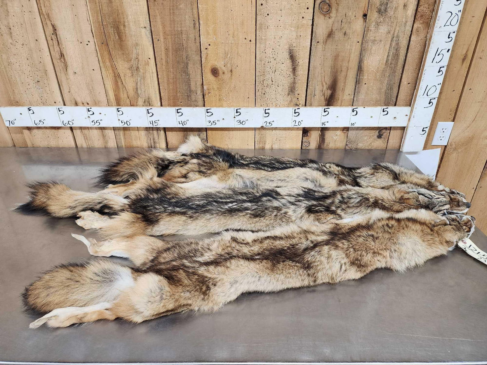 3 Coyote Soft Tanned Furs Taxidermy (1 of 4)