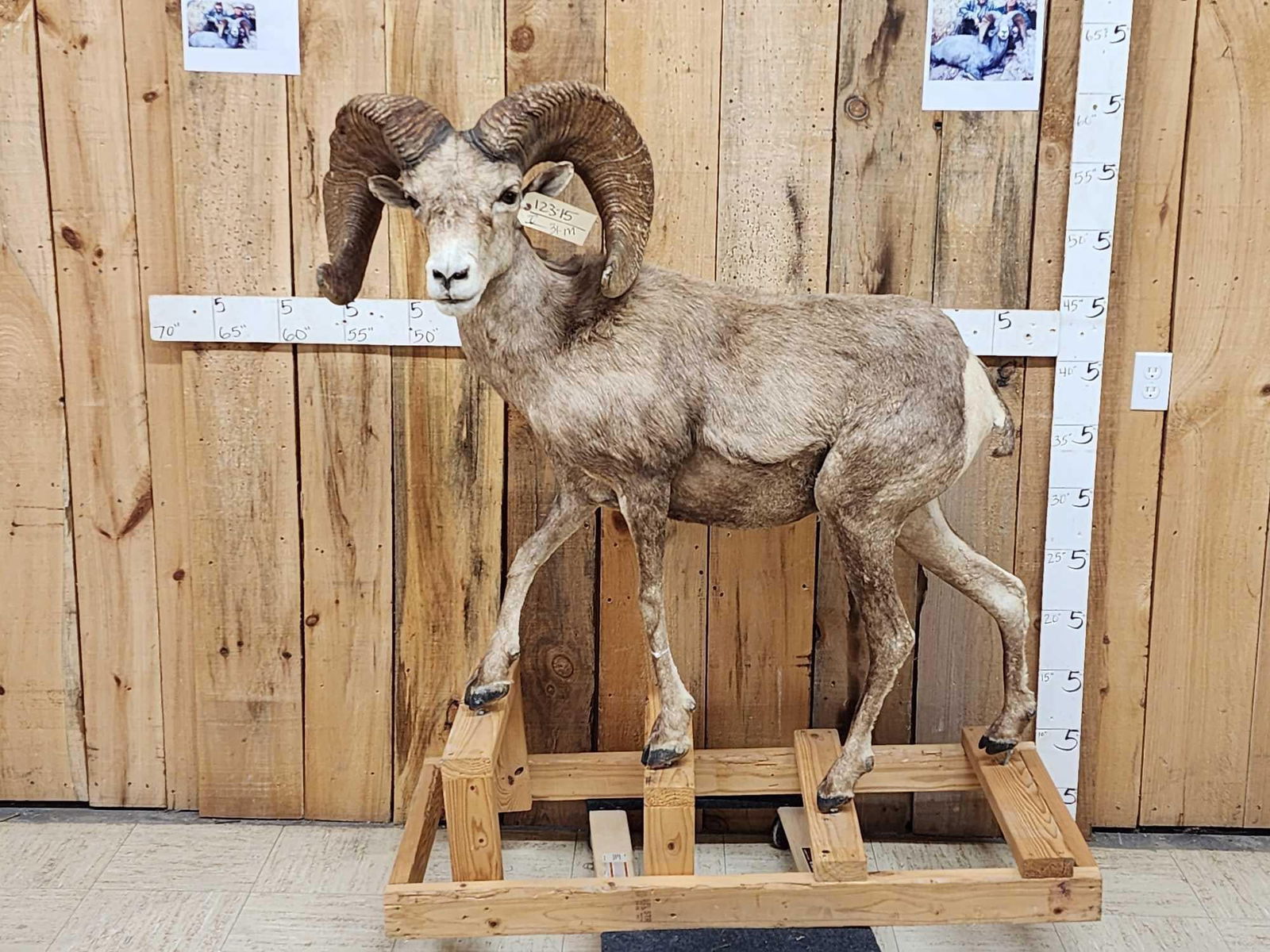 MONSTER Boone & Crockett Desert Bighorn Sheep Full Body Taxidermy Mount (1 of 11)