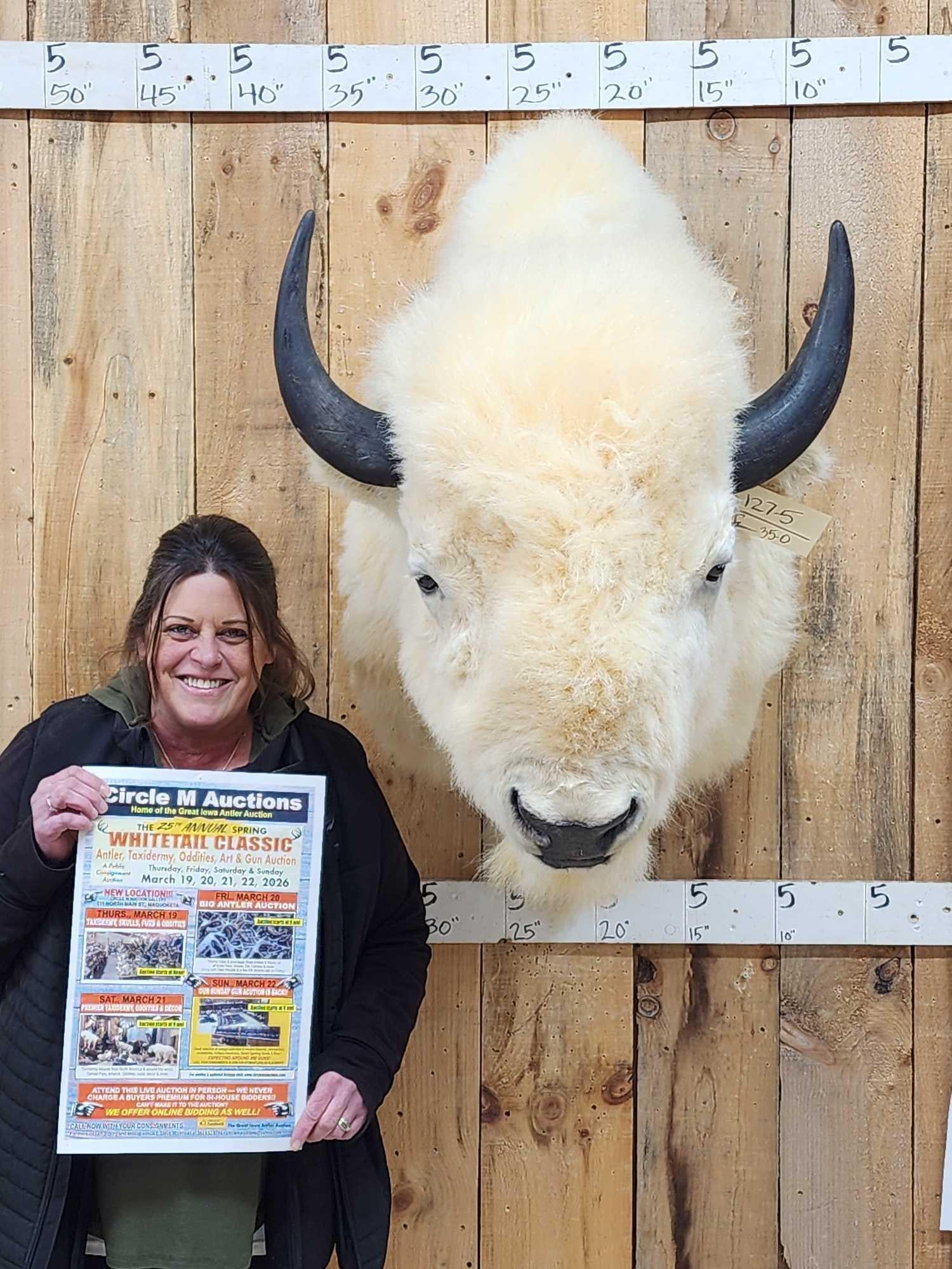 White American Bison Buffalo Shoulder Mount Taxidermy: 127.5 Thick shaggy hair big bull 22" tip to tip horn spread about 40" out from the wall professionally done