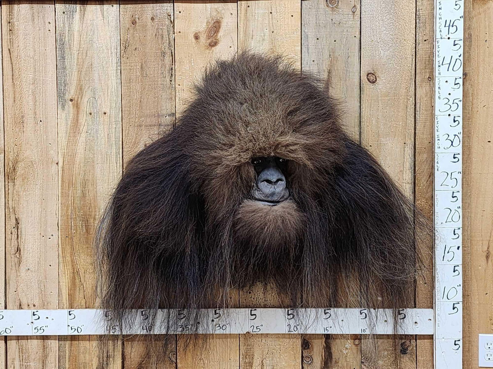 Bigfoot Or Sasquatch Shoulder Mount Taxidermy (1 of 7)