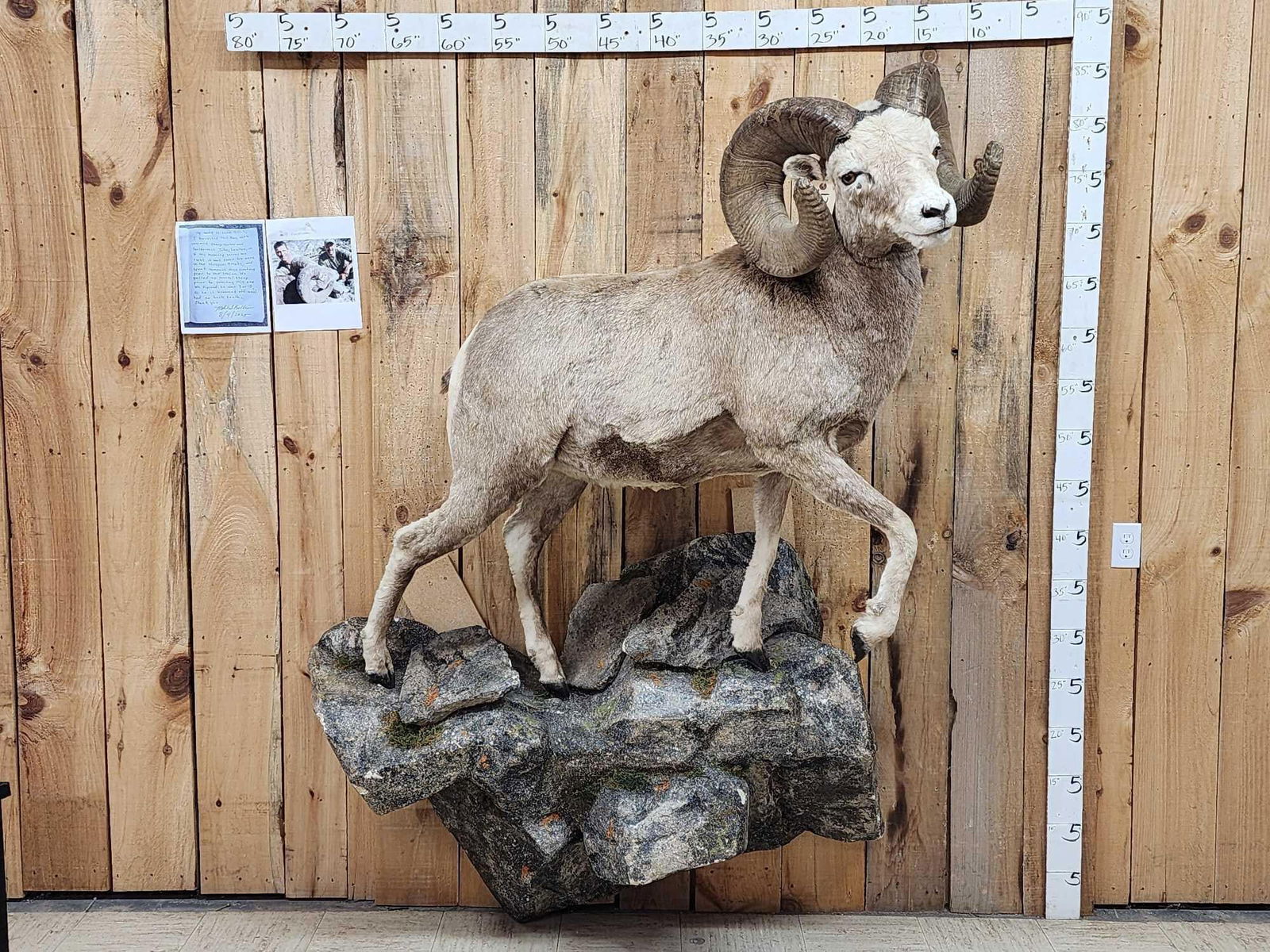 MONSTER Boone & Crockett Recod Book Rocky Mountain Bighorn Sheep Full Body Taxidermy Mount (1 of 17)