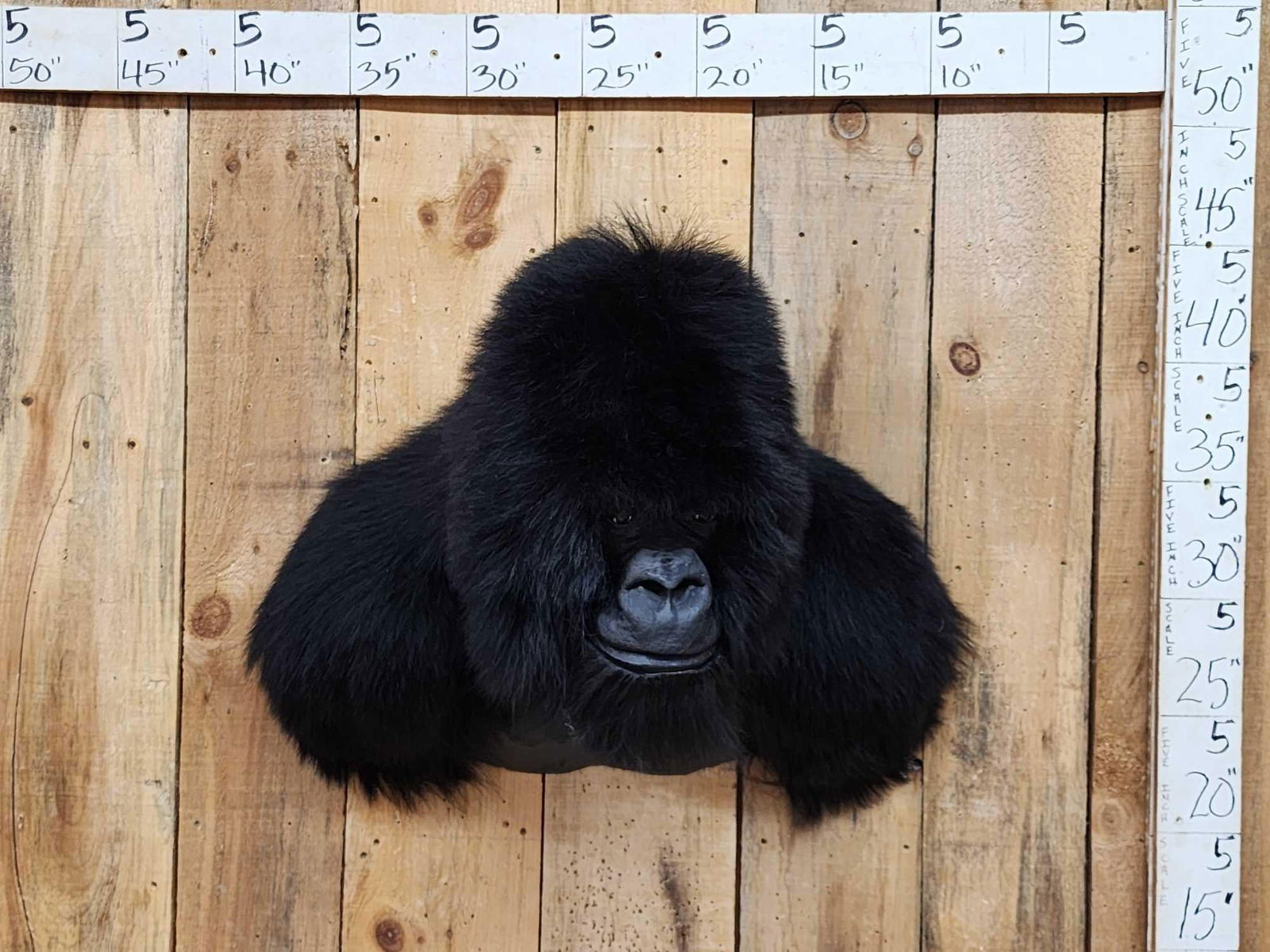 100% Reproduction Silver Back Gorilla Shoulder Mount Taxidermy (1 of 8)