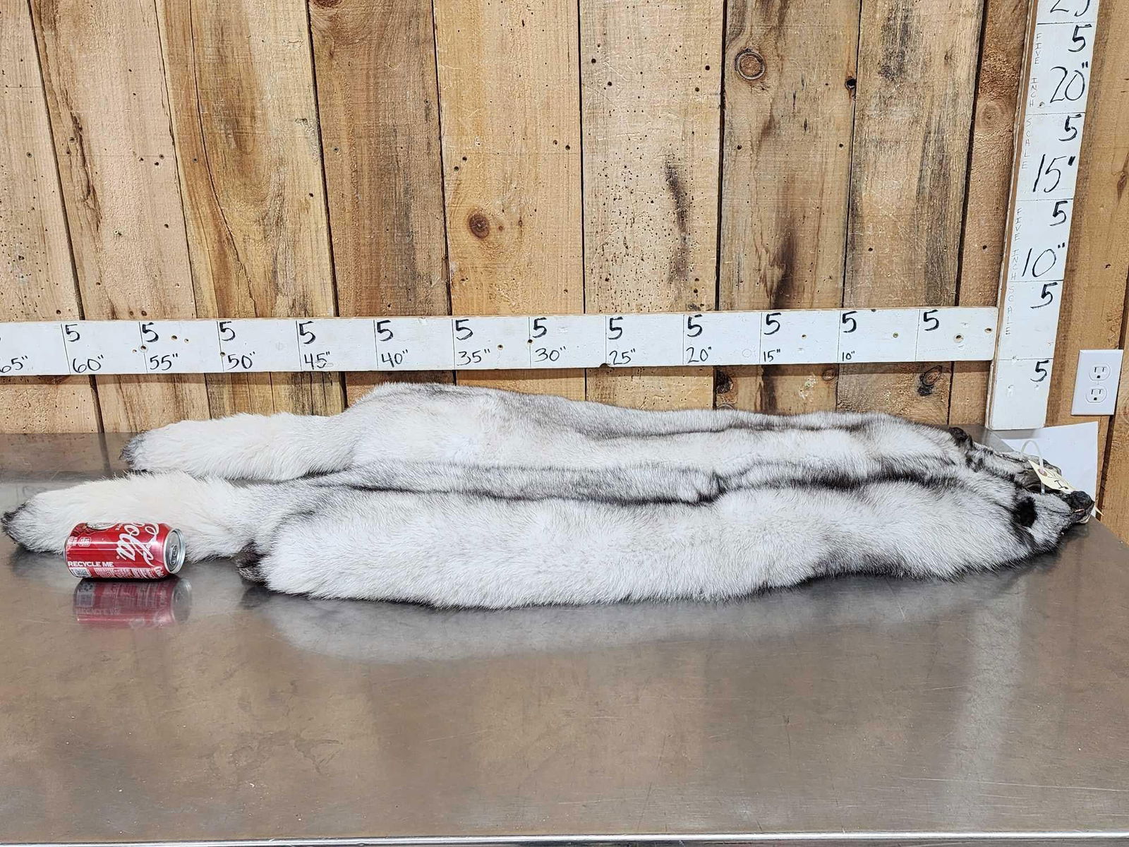 2 Blue Ranch Fox Soft Tanned Furs Taxidermy (1 of 6)