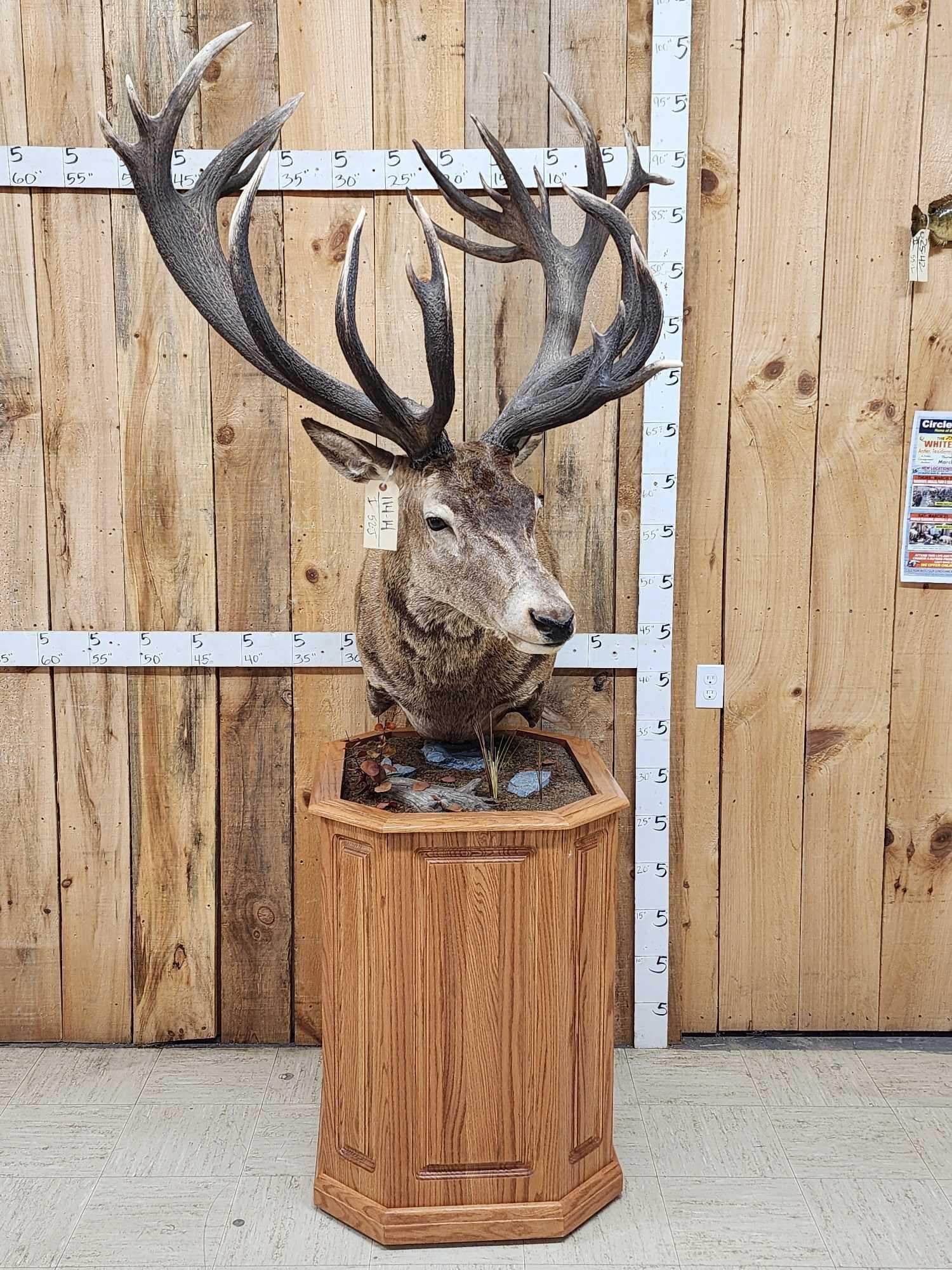 Giant Red Stag Pedestal Taxidermy Mount (1 of 12)