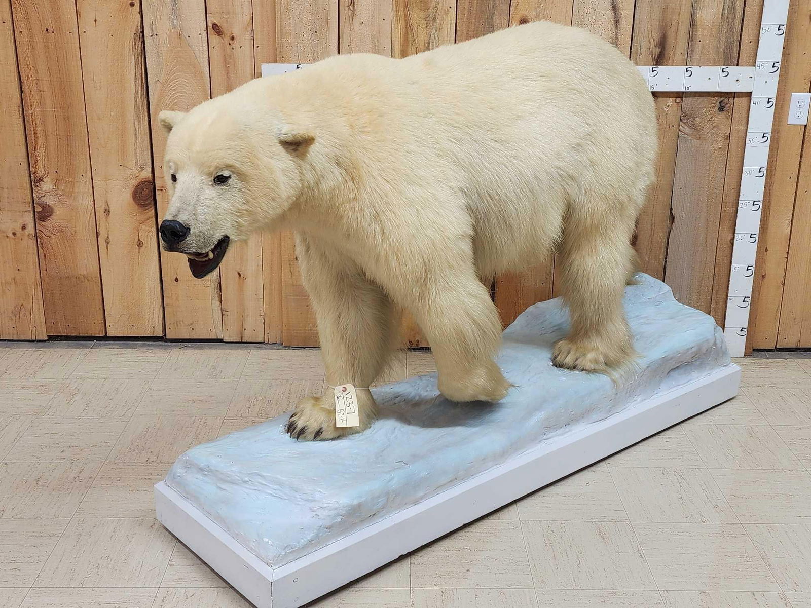 Polar Bear Full Body Taxidermy Mount (1 of 18)