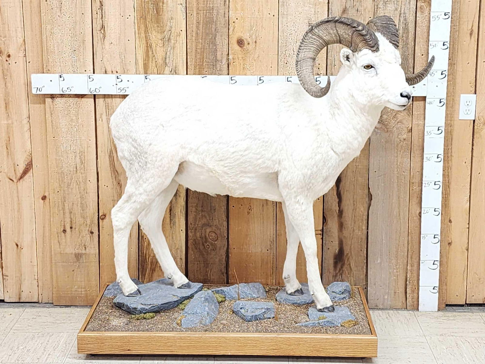 Spectacular Alaskan Dall Sheep Full Body Taxidermy Mount (1 of 14)