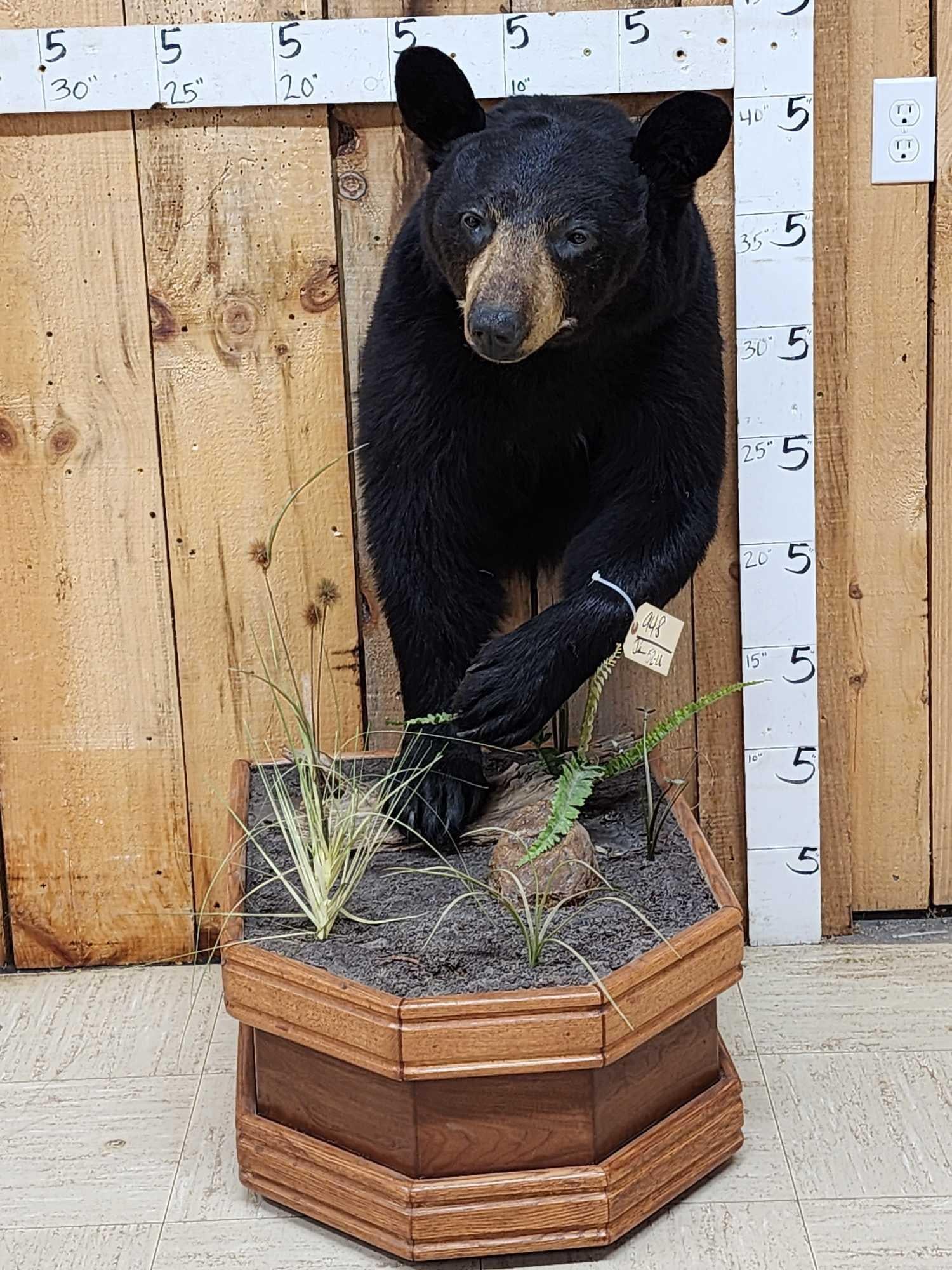 Black Bear Half Body Taxidermy Mount (1 of 5)