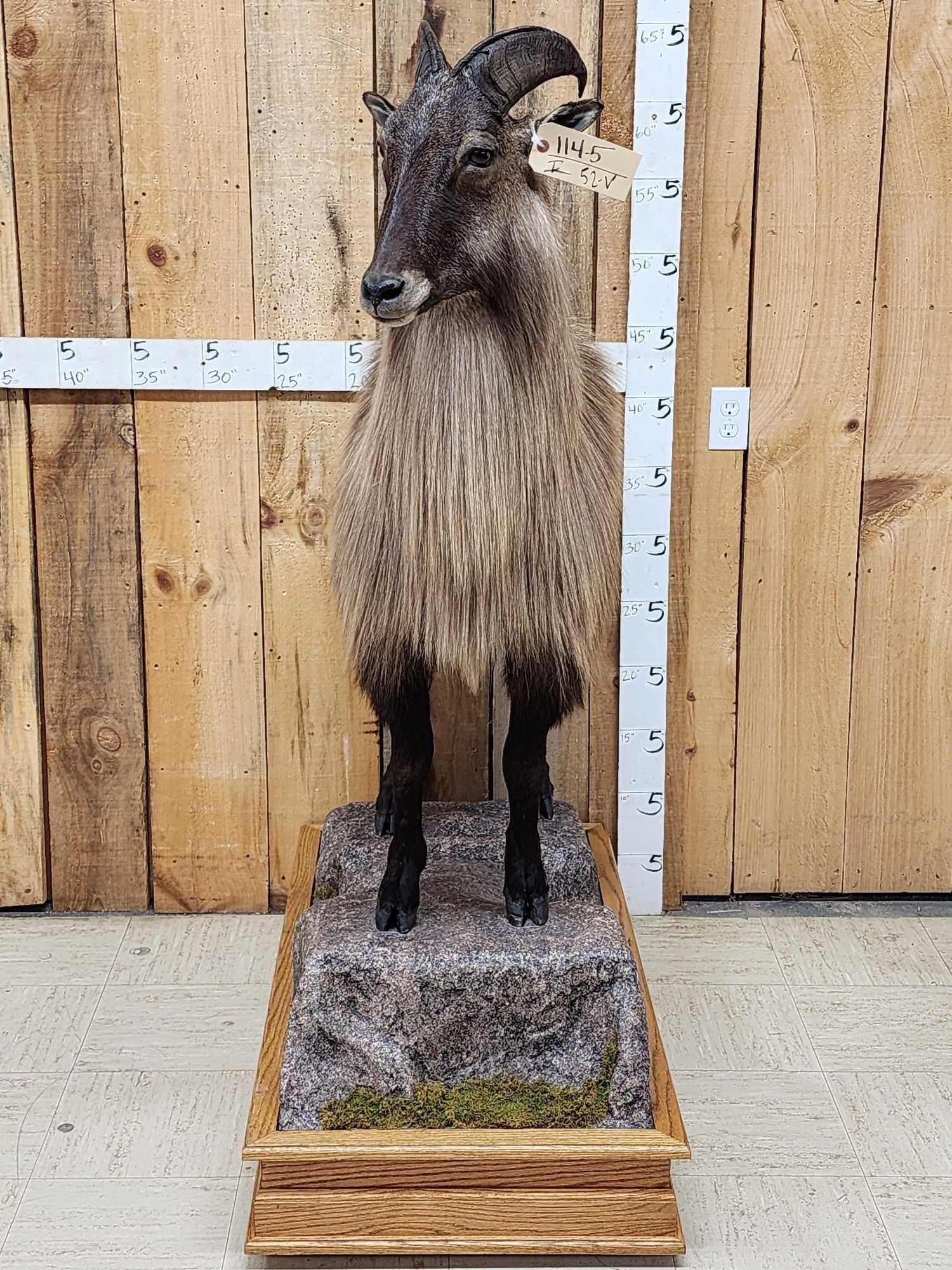 Himalayan Tahr Full Body Taxidermy Mount (1 of 7)