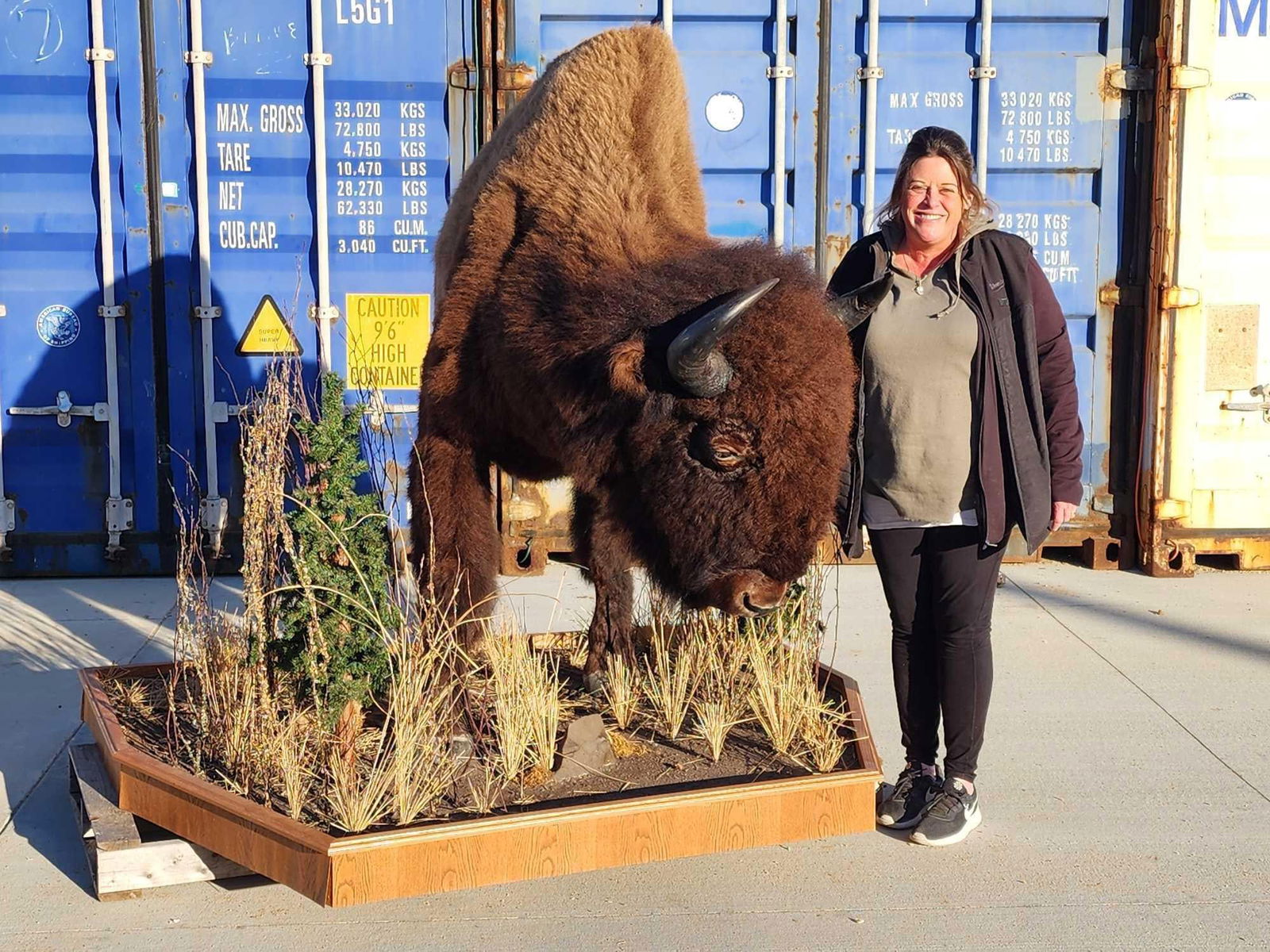 Giant American Bison Buffalo Half Body Taxidermy Mount: 124.1 XL Herd bull harvested in British Columbia thick shaggy hair huge head that measures about 34" from the tip of his nose to the top of the shaggy mop on top of his head a 25" outside horn spread