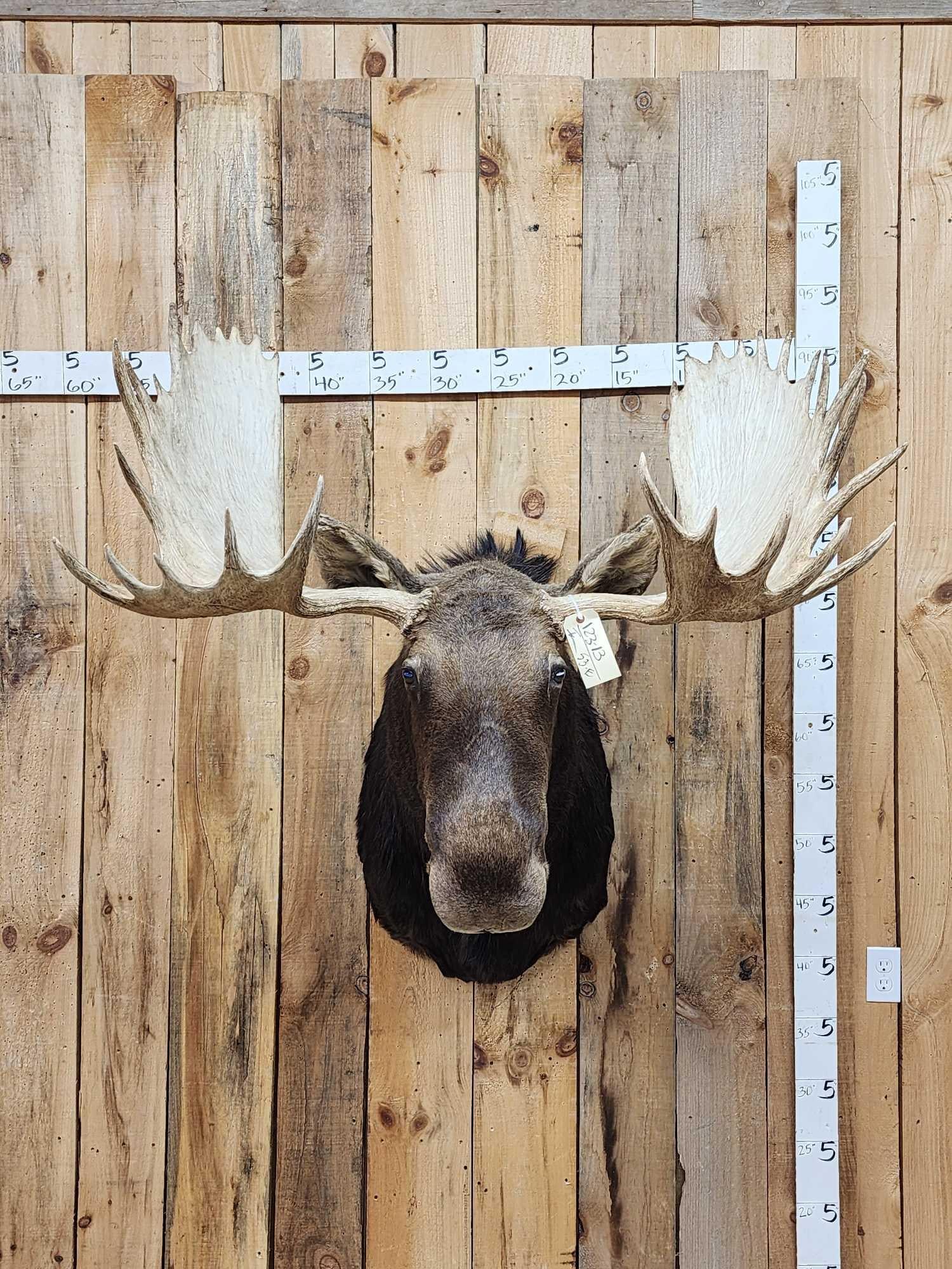 Boone & Crockett All Time Recod Book 182 6/8" Shiras Moose (1 of 15)