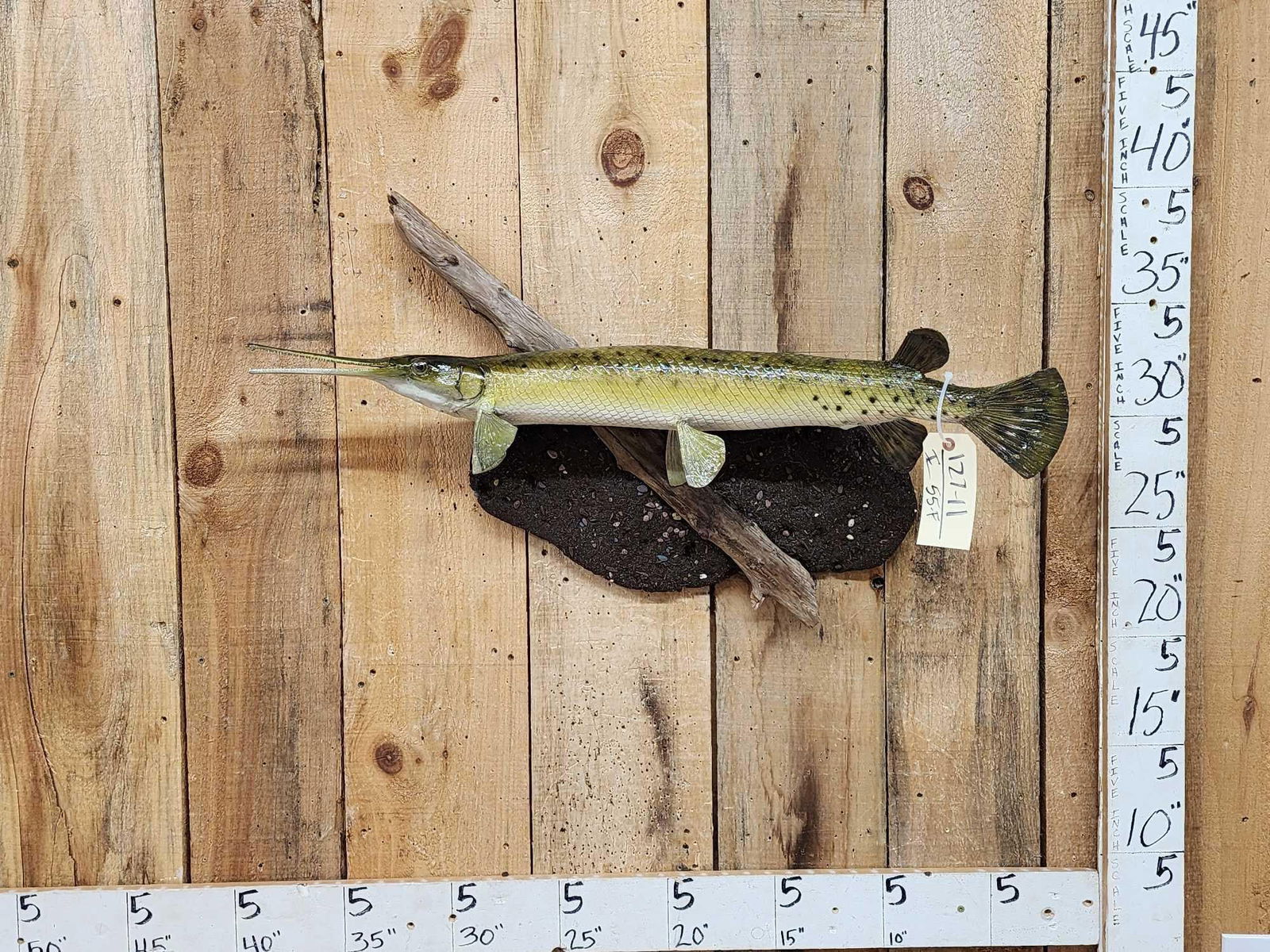 34" Gar Real Skin Fish Taxidermy (1 of 5)