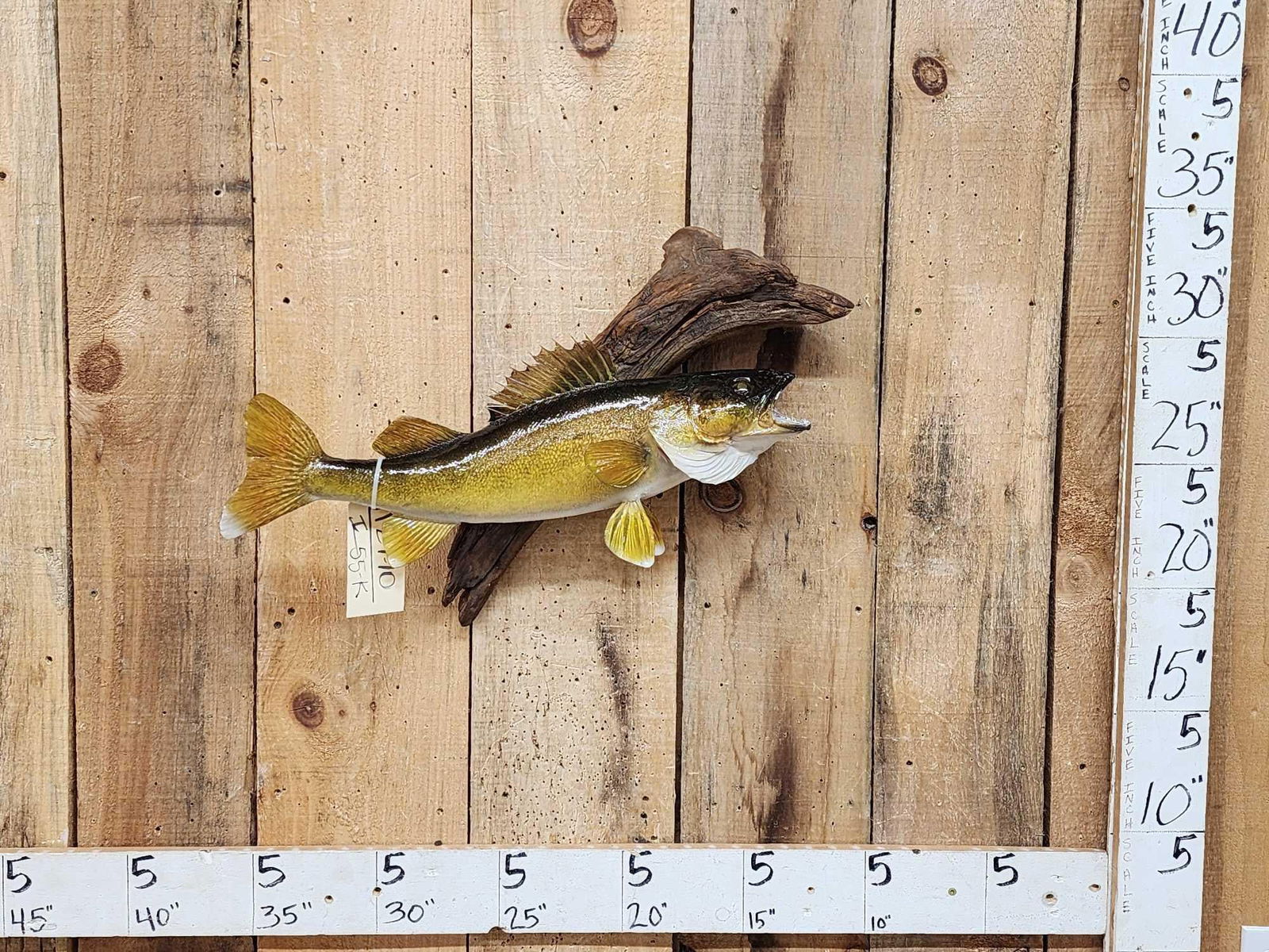 23" Walleye Real Skin Fish Taxidermy (1 of 4)