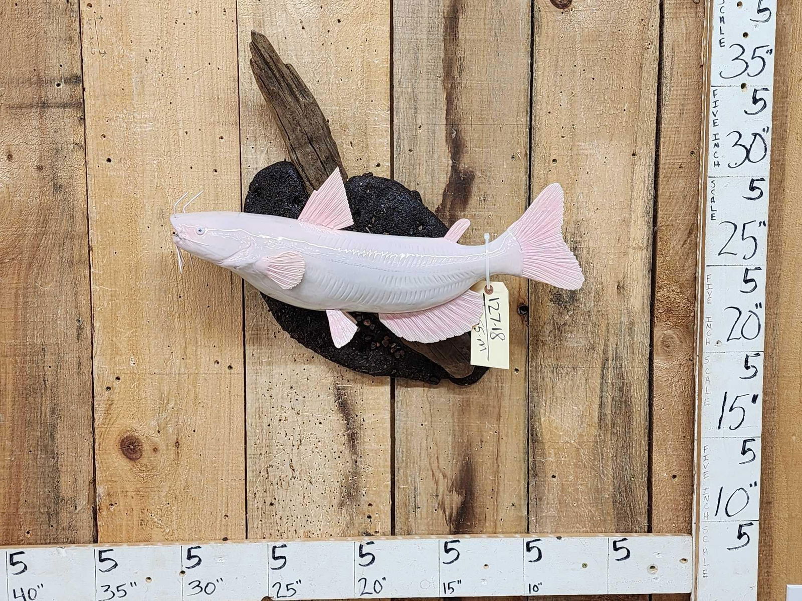 22" Albino Catfish Reproduction Fish Taxidermy: 127.18 Great look