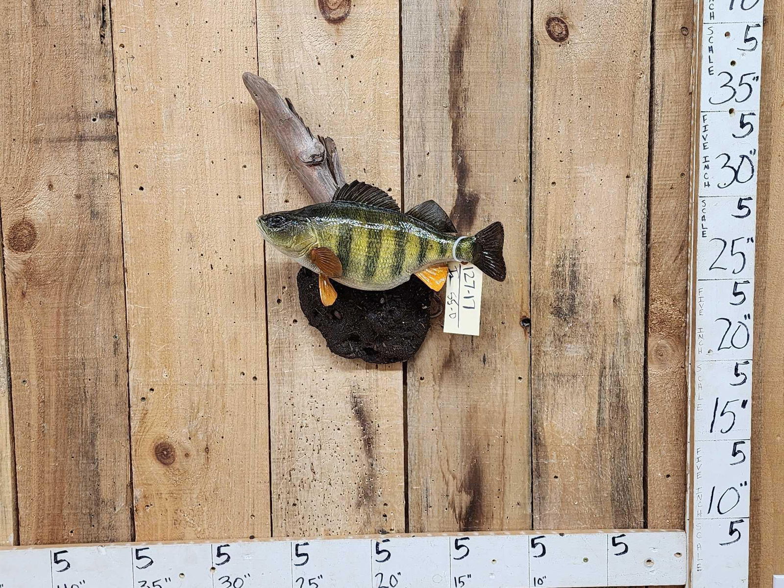 15" Perch Reproduction Fish Taxidermy: 127.17 Great look Brand new paint artwork