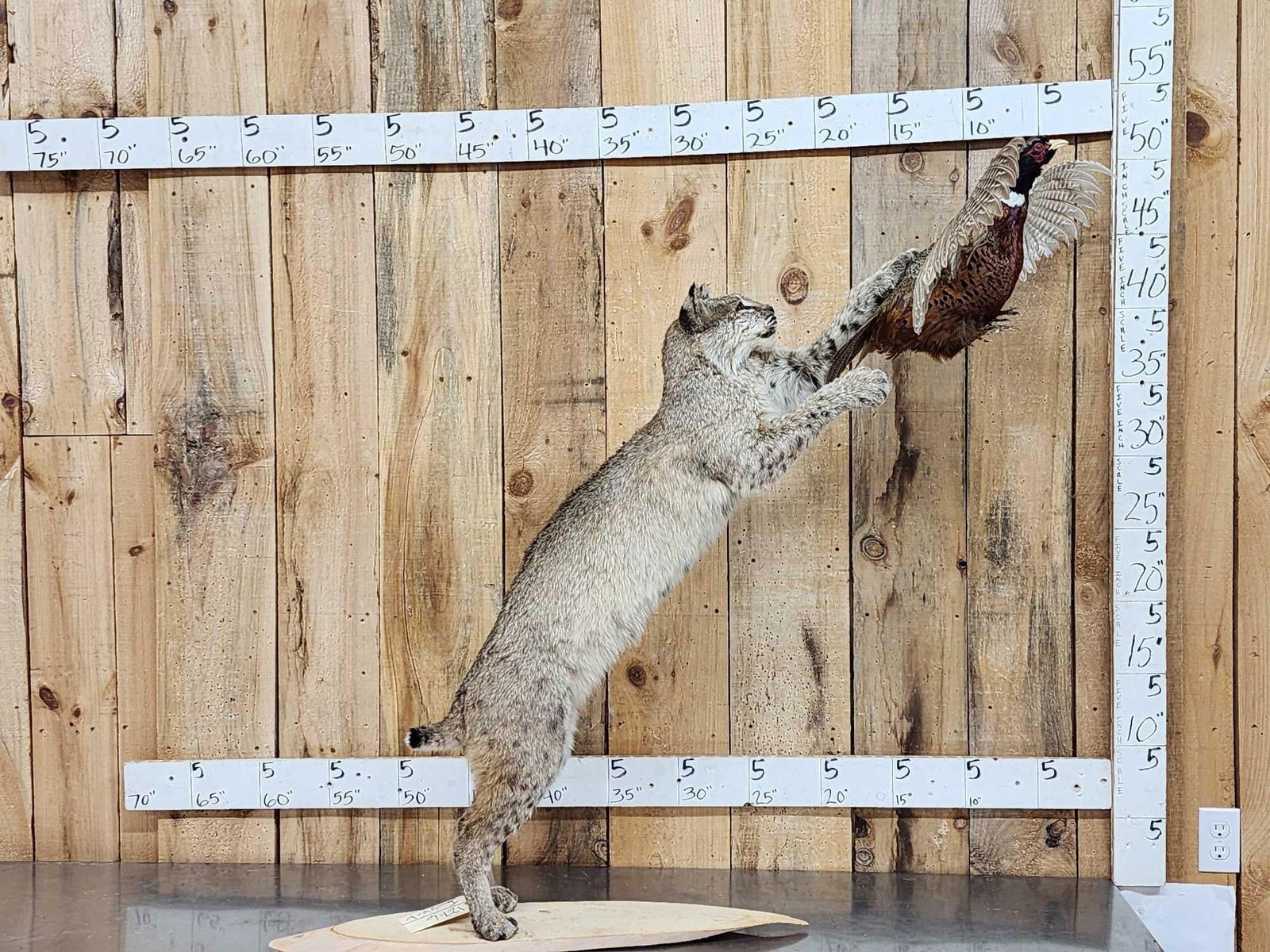 Bobcat Leaping For A Pheasant Full Body Taxidermy Mount: 127.6 Nicely done mount great action piece